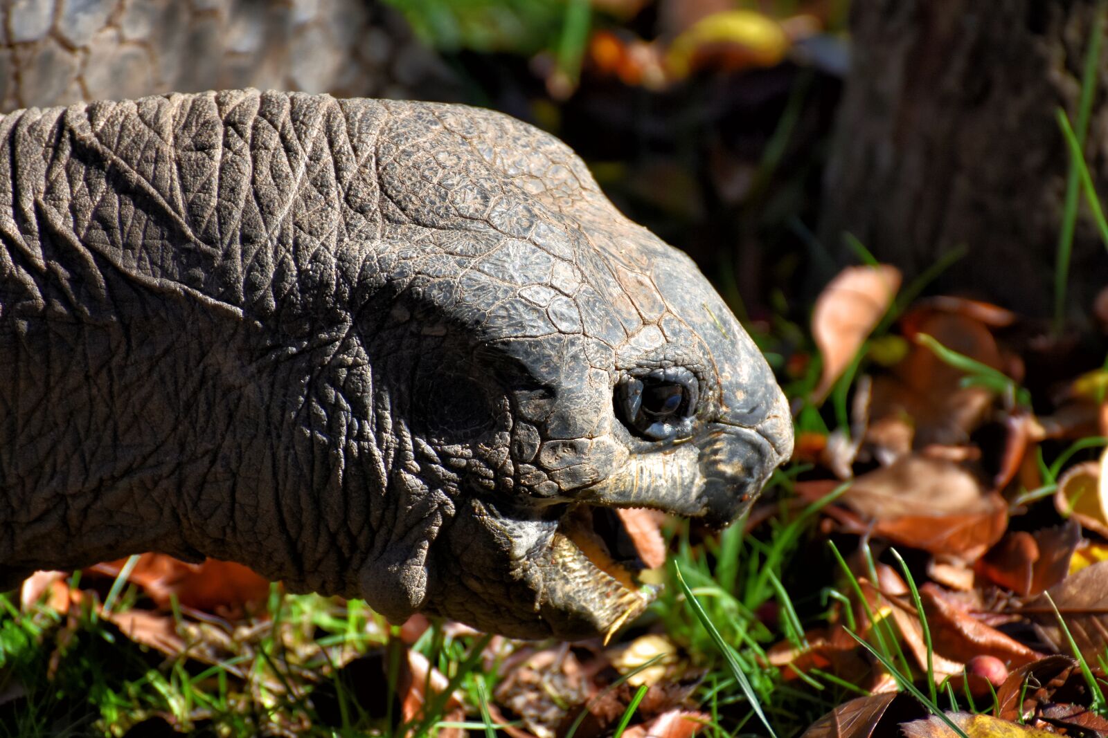 Nikon D7200 sample photo. Giant tortoise, eat, animal photography