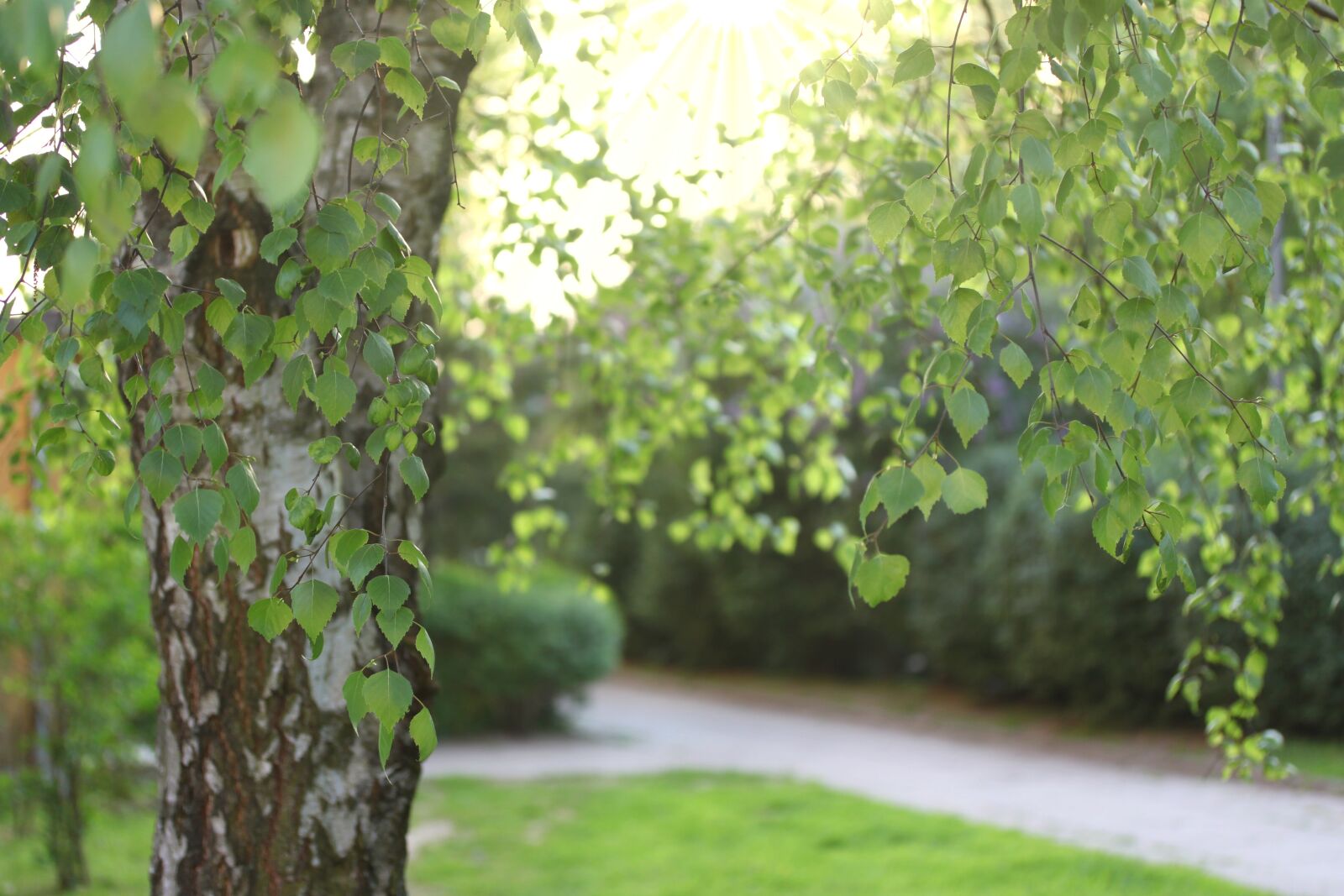 Canon EOS 500D (EOS Rebel T1i / EOS Kiss X3) sample photo. Birch, foliage, tree photography