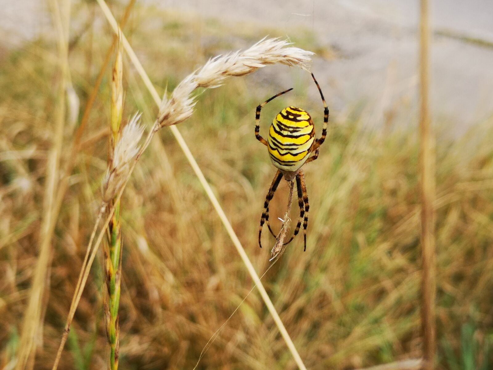 HUAWEI P20 sample photo. Spider, wasp spider, web photography
