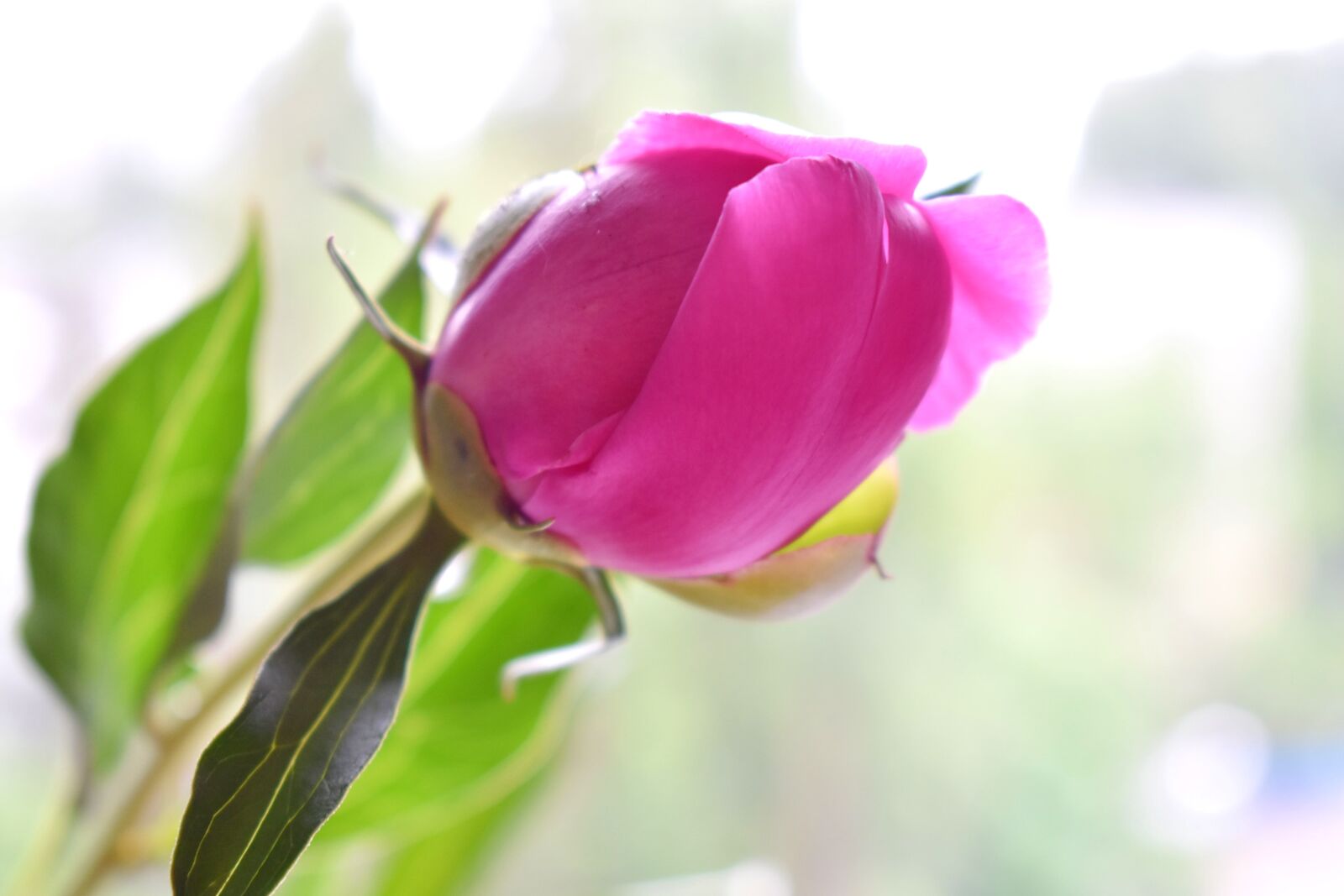 Nikon D3400 sample photo. Peony, bud, gentle photography