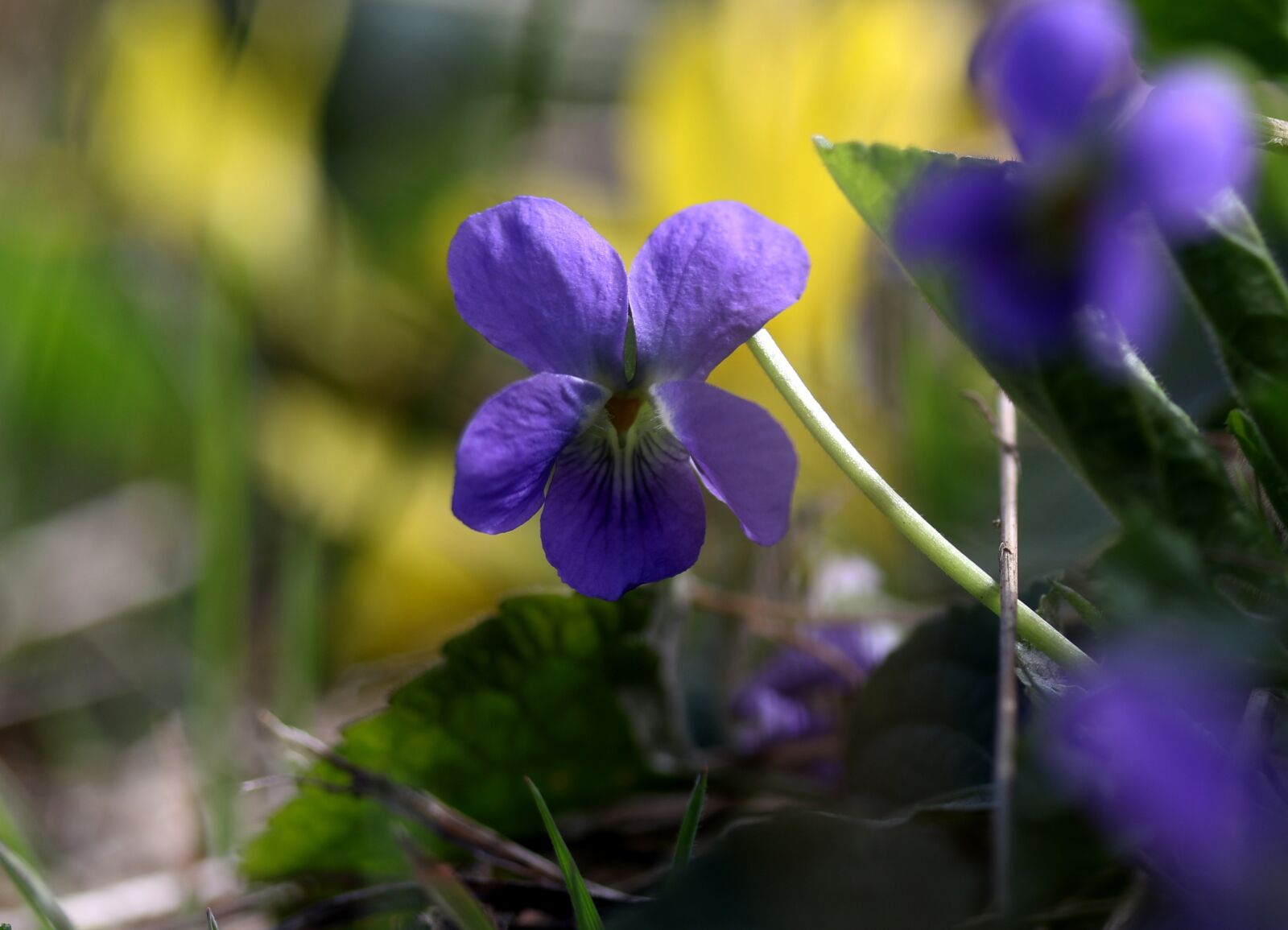 Canon EF-S 60mm F2.8 Macro USM sample photo. Micsunea, flower, blue photography