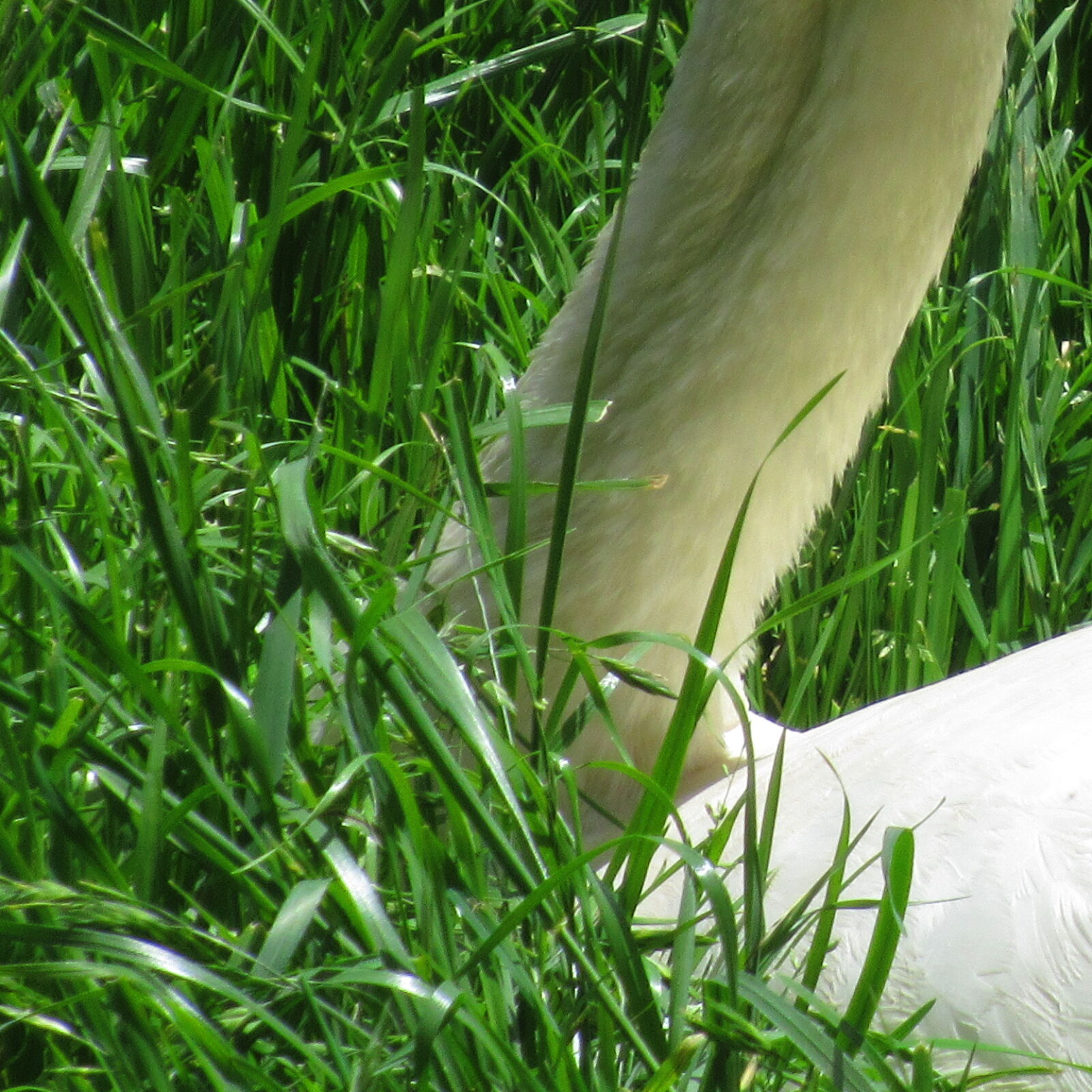 Canon PowerShot SX620 HS sample photo. Animal, bird, eat, farm photography
