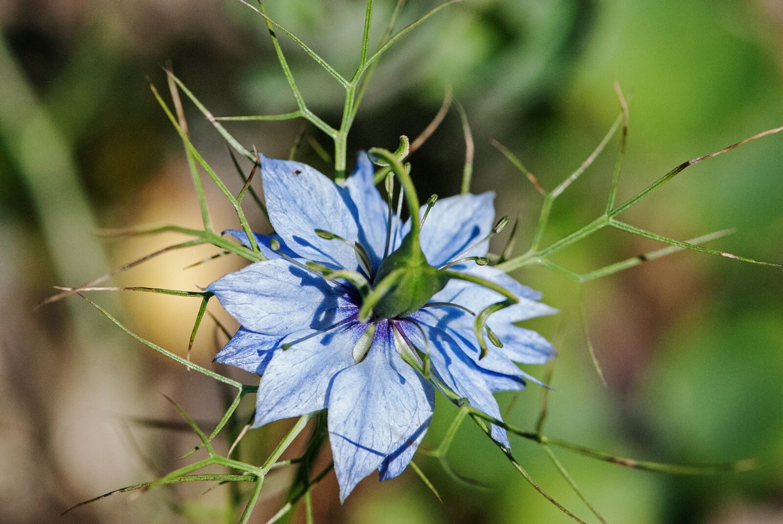 Nikon D80 sample photo. Flower, macro, close up photography