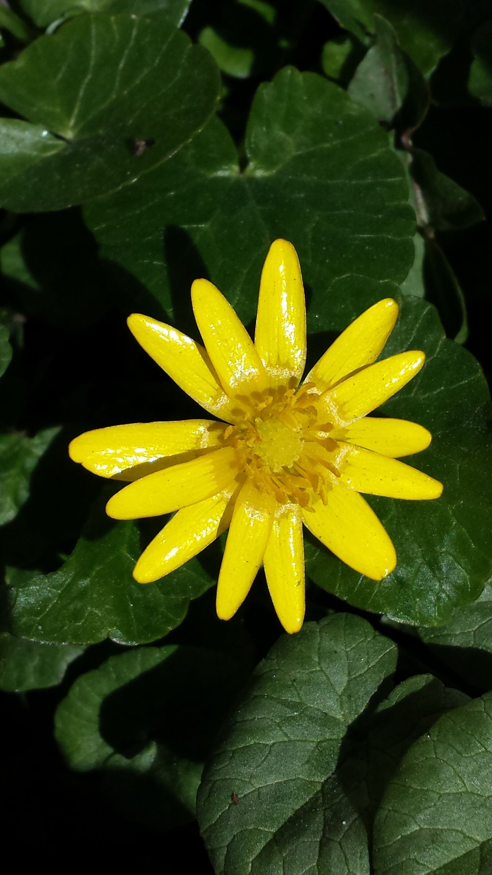 Samsung Galaxy S4 sample photo. Spring, summer, flower photography