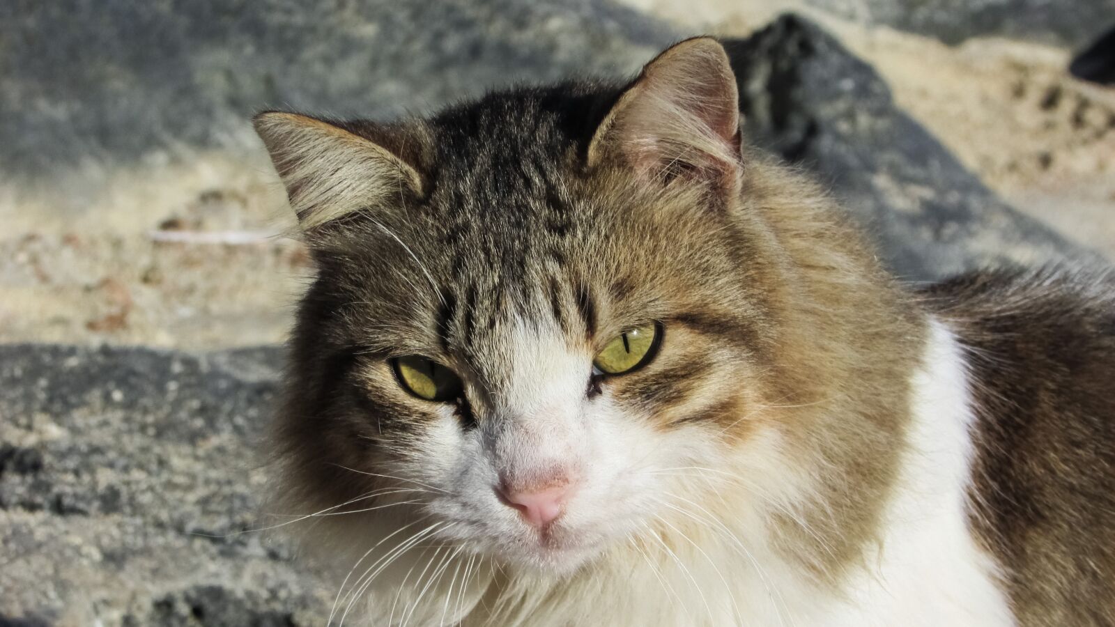 Canon PowerShot SX400 IS sample photo. Cat, stray, animal photography