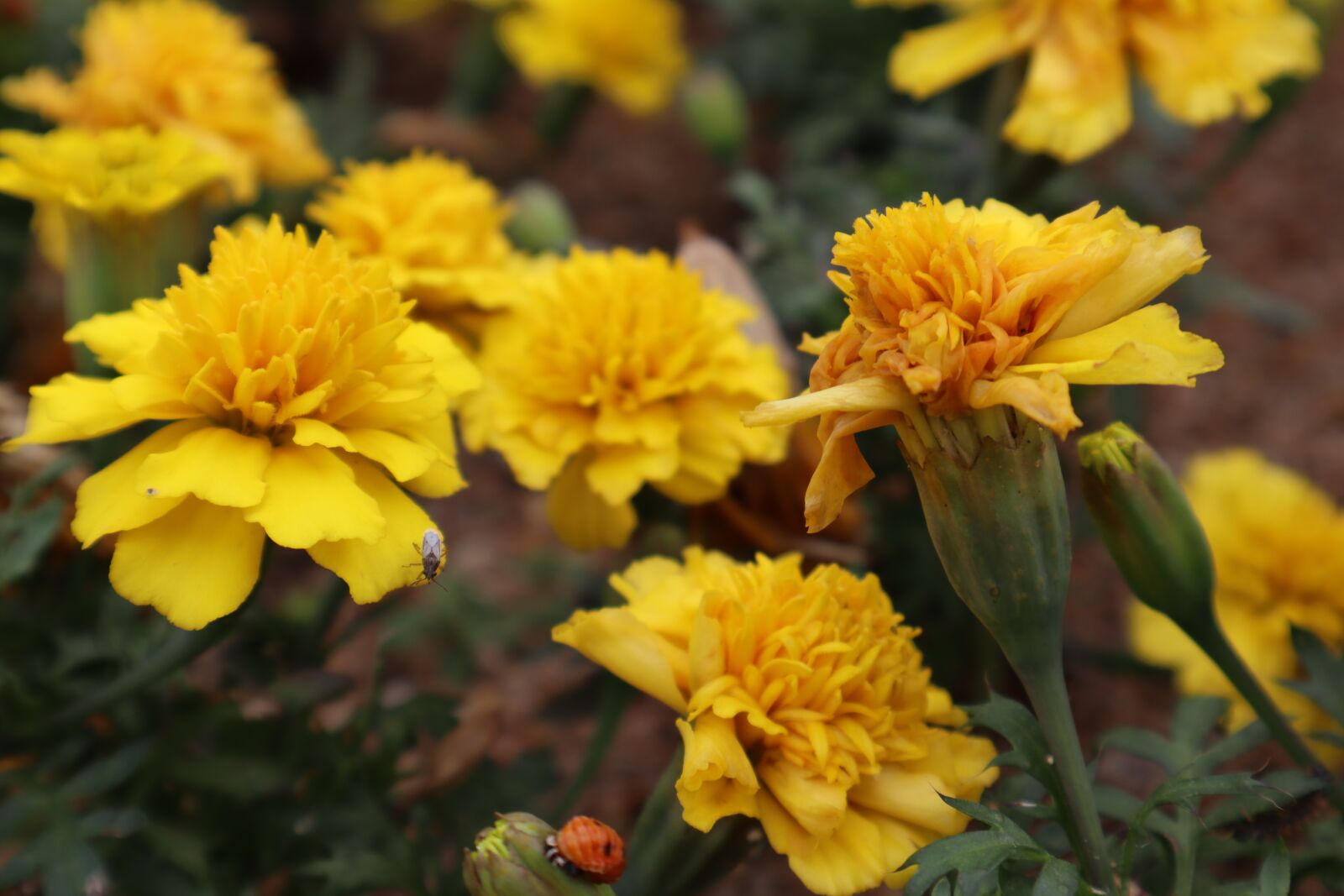 Canon EOS M50 (EOS Kiss M) sample photo. Nature, plants, wood photography