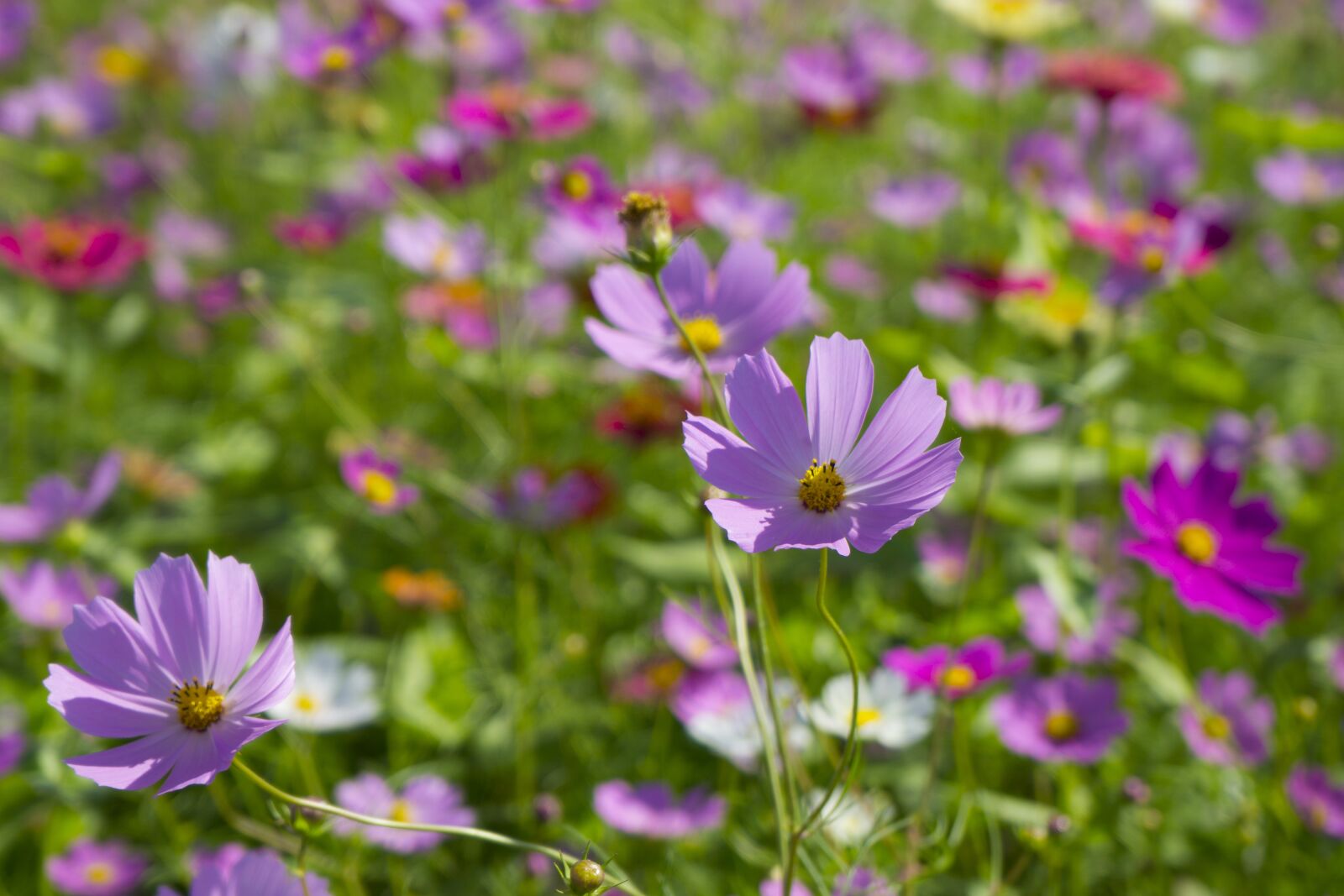 Sony a6000 sample photo. Cosmos, flowers, nature photography