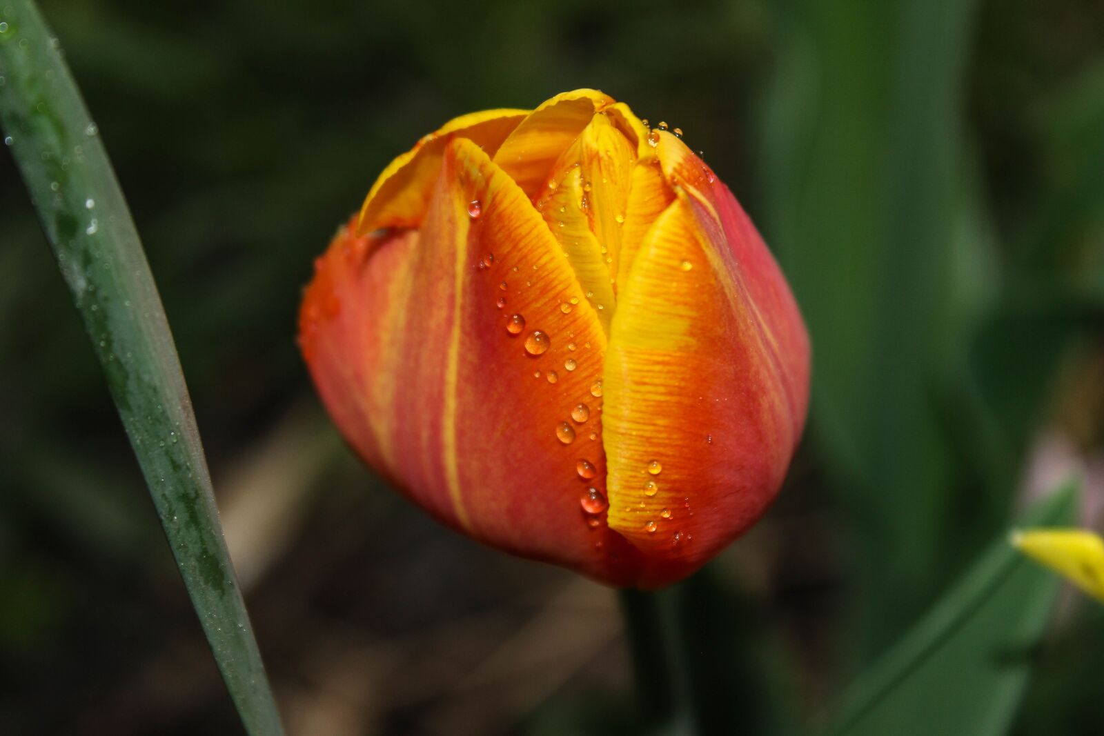 Canon EOS 600D (Rebel EOS T3i / EOS Kiss X5) sample photo. Tulip, drip, orange photography