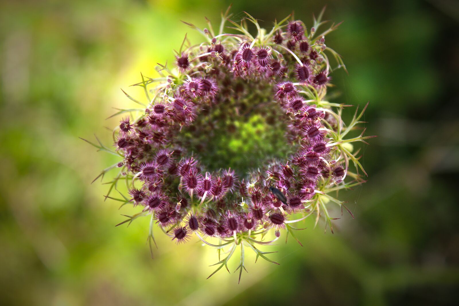 Canon EOS 70D sample photo. Seed head, plant, meadow photography