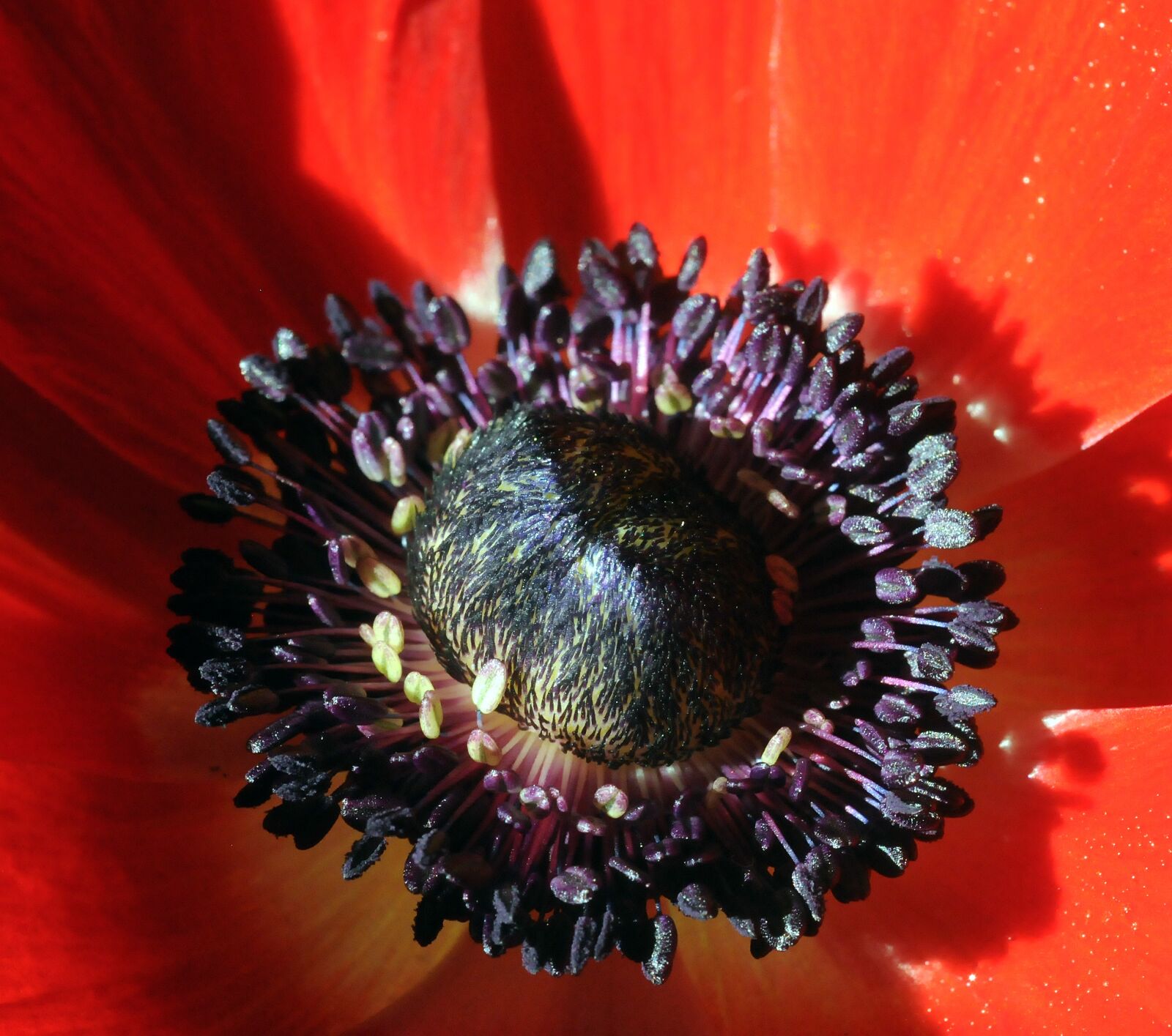Nikon D300 sample photo. Anemone, red, stamen photography