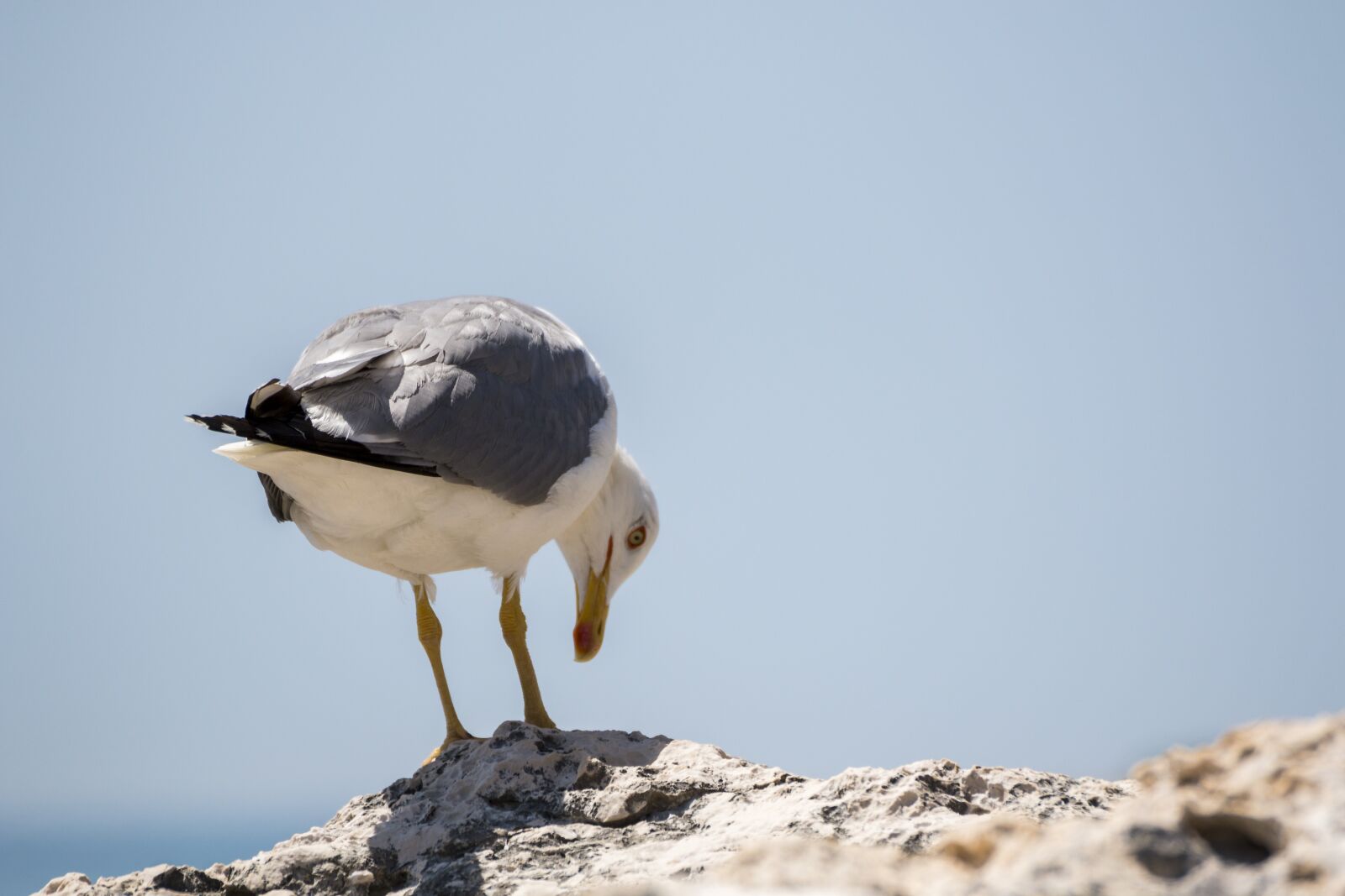 Canon EOS 70D sample photo. Seagull, bird, birds photography