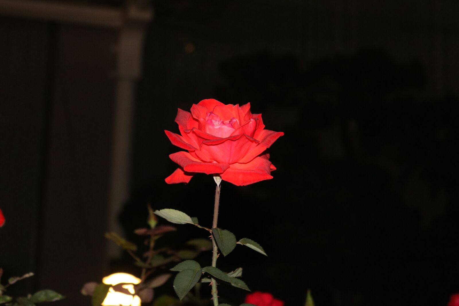 Canon EOS 750D (EOS Rebel T6i / EOS Kiss X8i) + Canon EF-S 18-55mm F3.5-5.6 IS STM sample photo. Roses, night, love photography