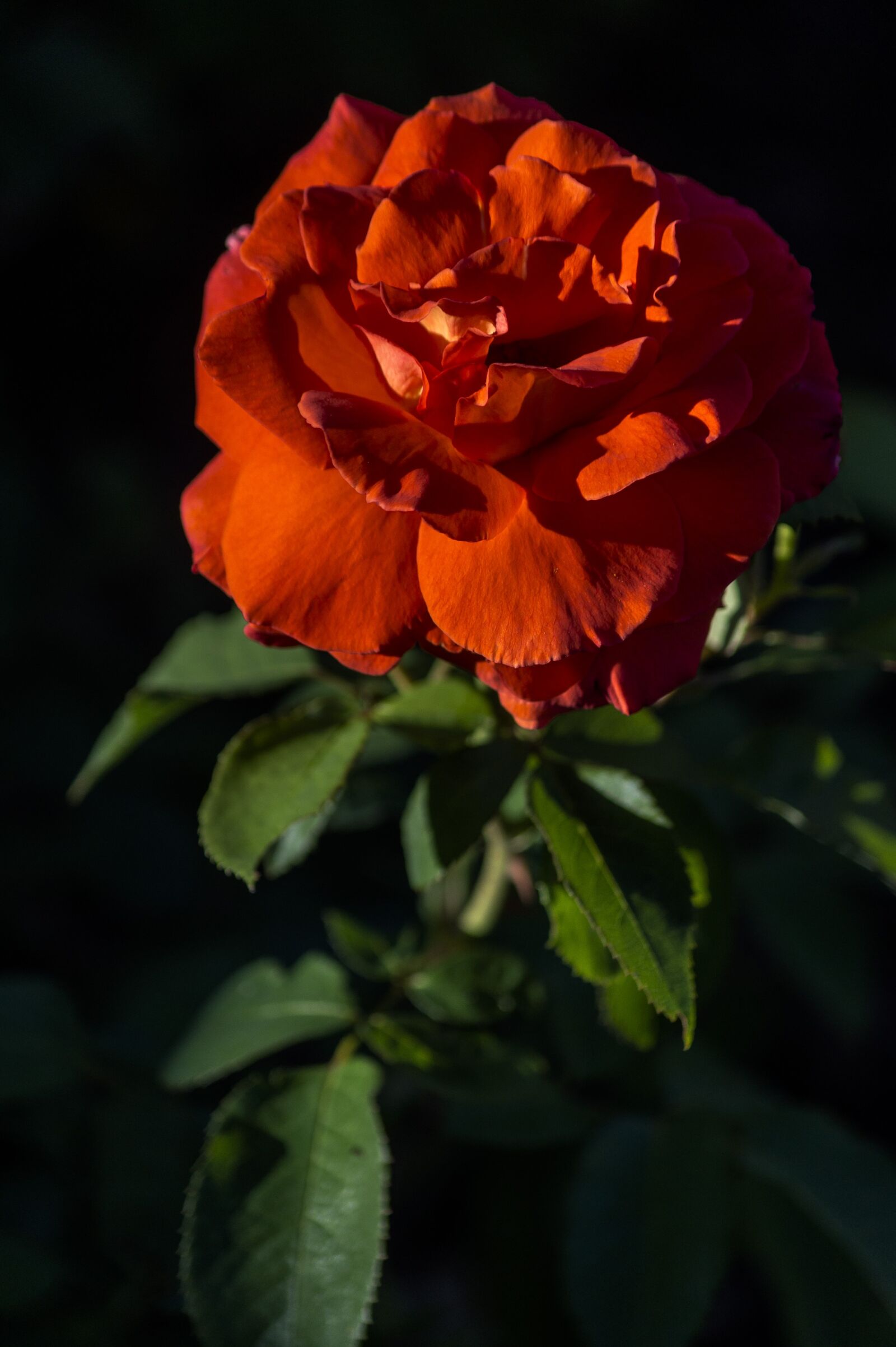 Sony SLT-A58 + Sony DT 55-200mm F4-5.6 SAM sample photo. Rose, red, flower photography