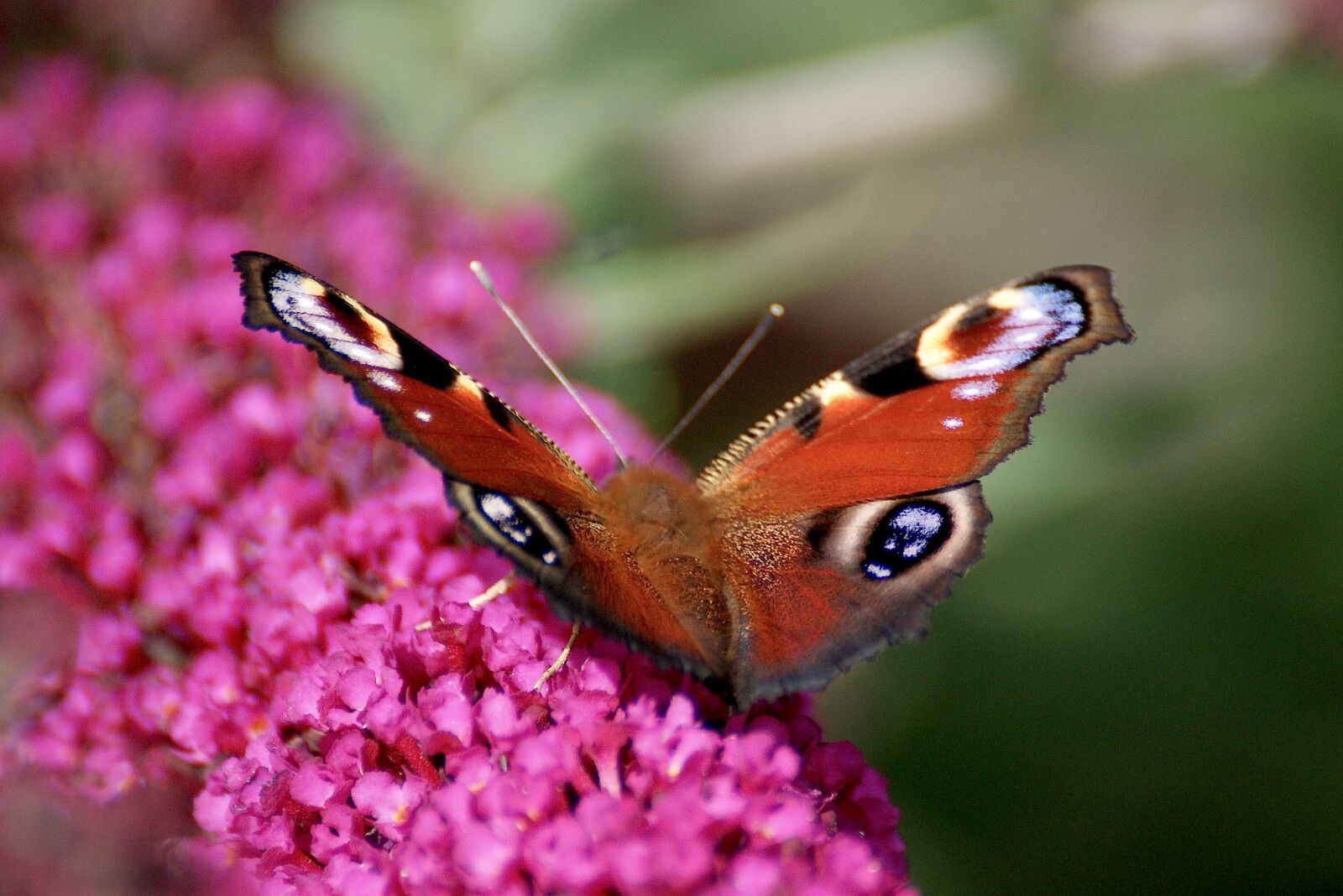 Sony Alpha DSLR-A350 sample photo. Peacock butterfly, butterfly, insect photography