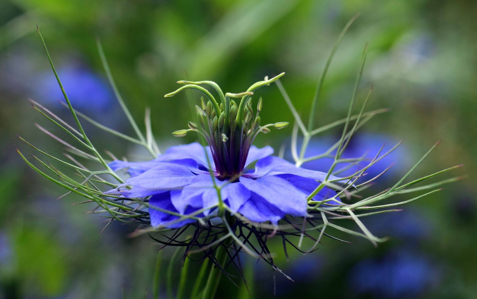 Nikon D3300 sample photo. Flora, nature, wildflower, herb photography