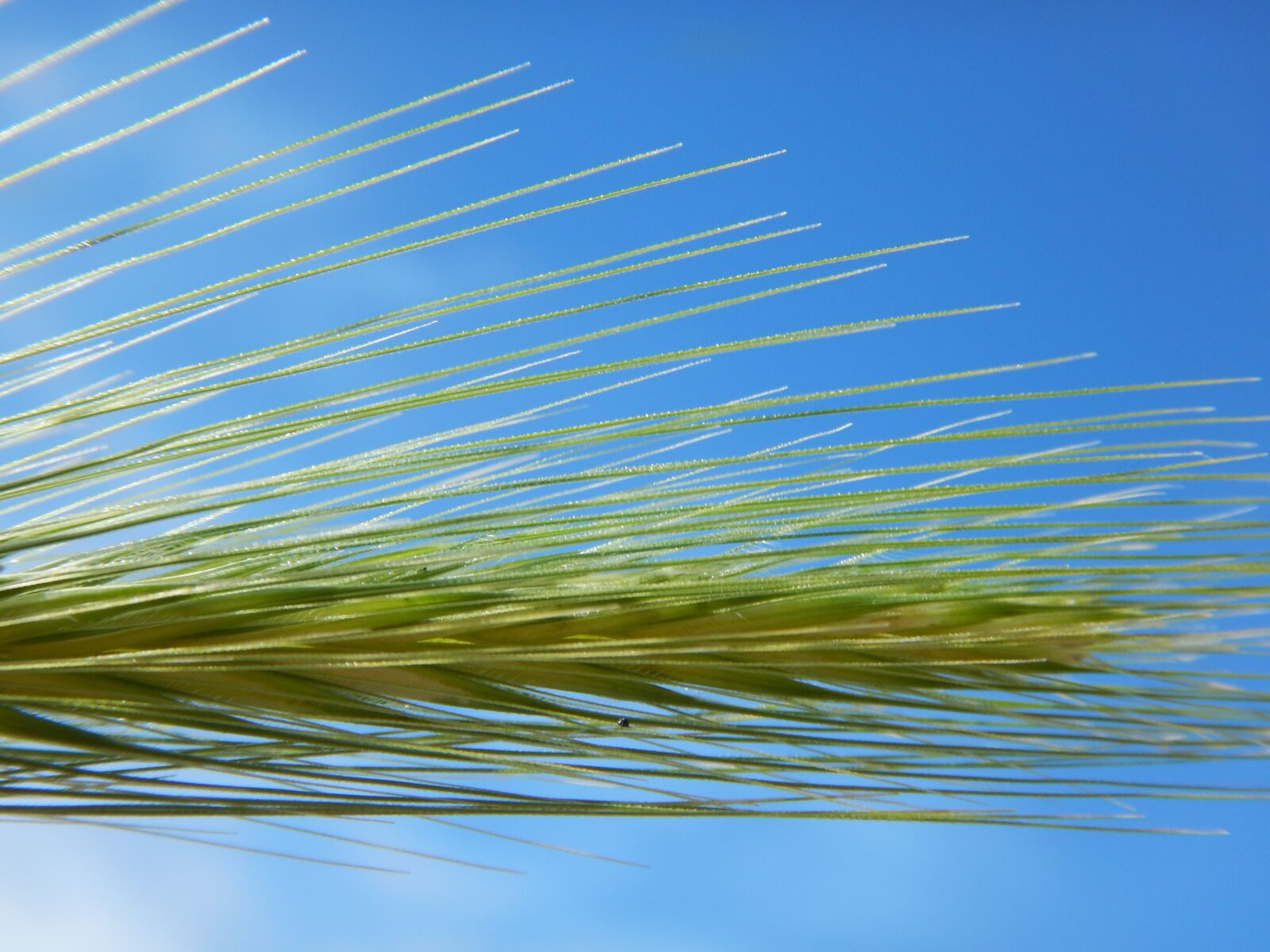 Nikon Coolpix AW130 sample photo. Grass, sky, nature photography