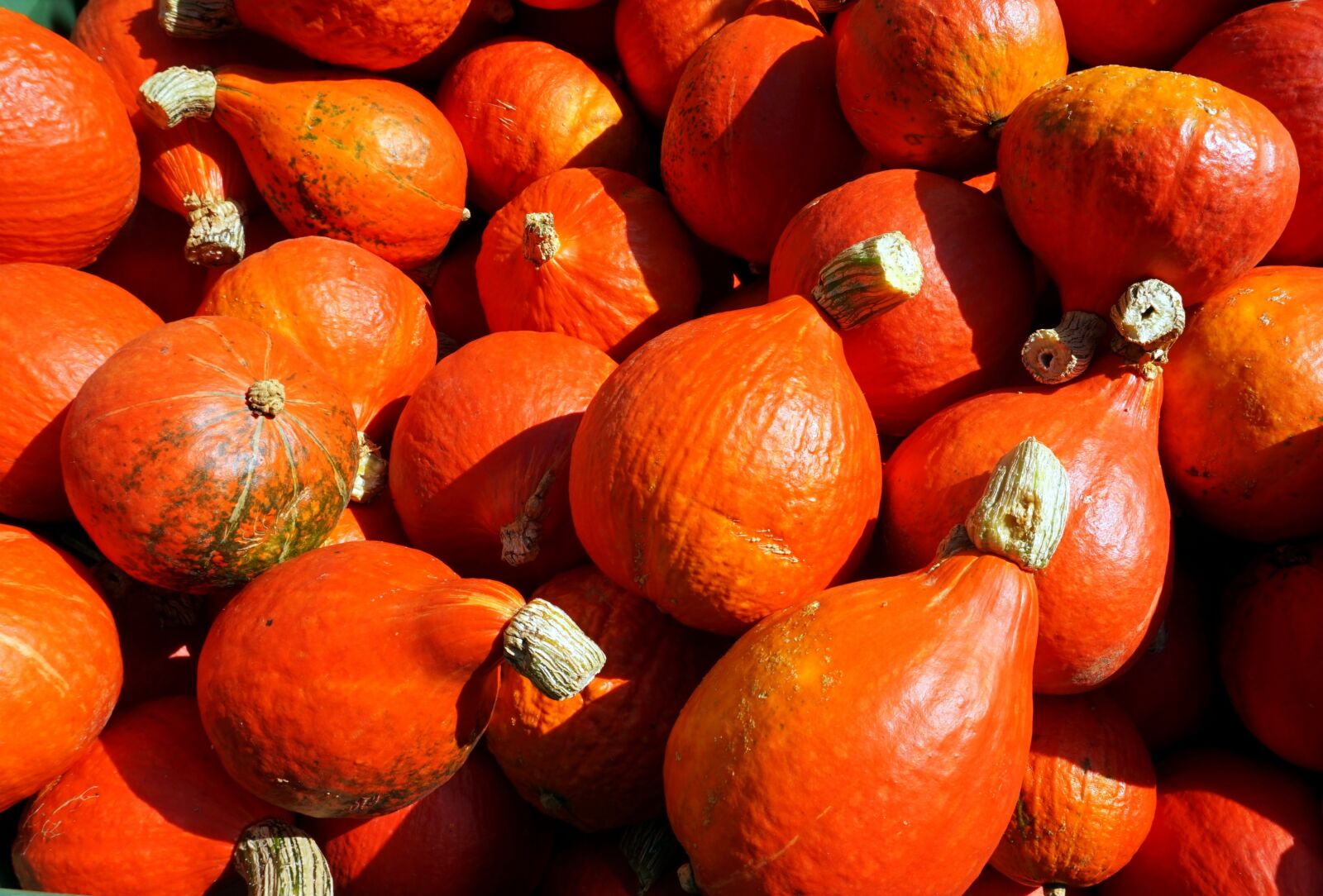 Sony Alpha a5000 (ILCE 5000) sample photo. Autumn, pumpkin, fruit photography