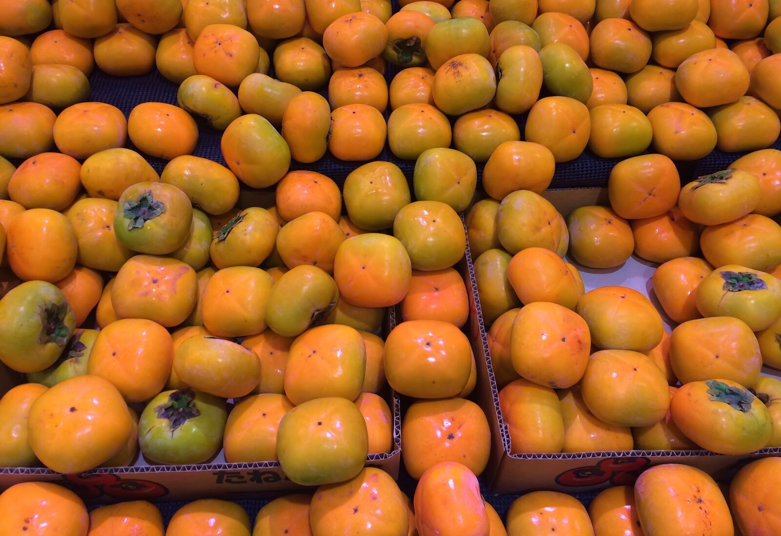 iPhone 5s back camera 4.15mm f/2.2 sample photo. Persimmon, young and vivacious photography