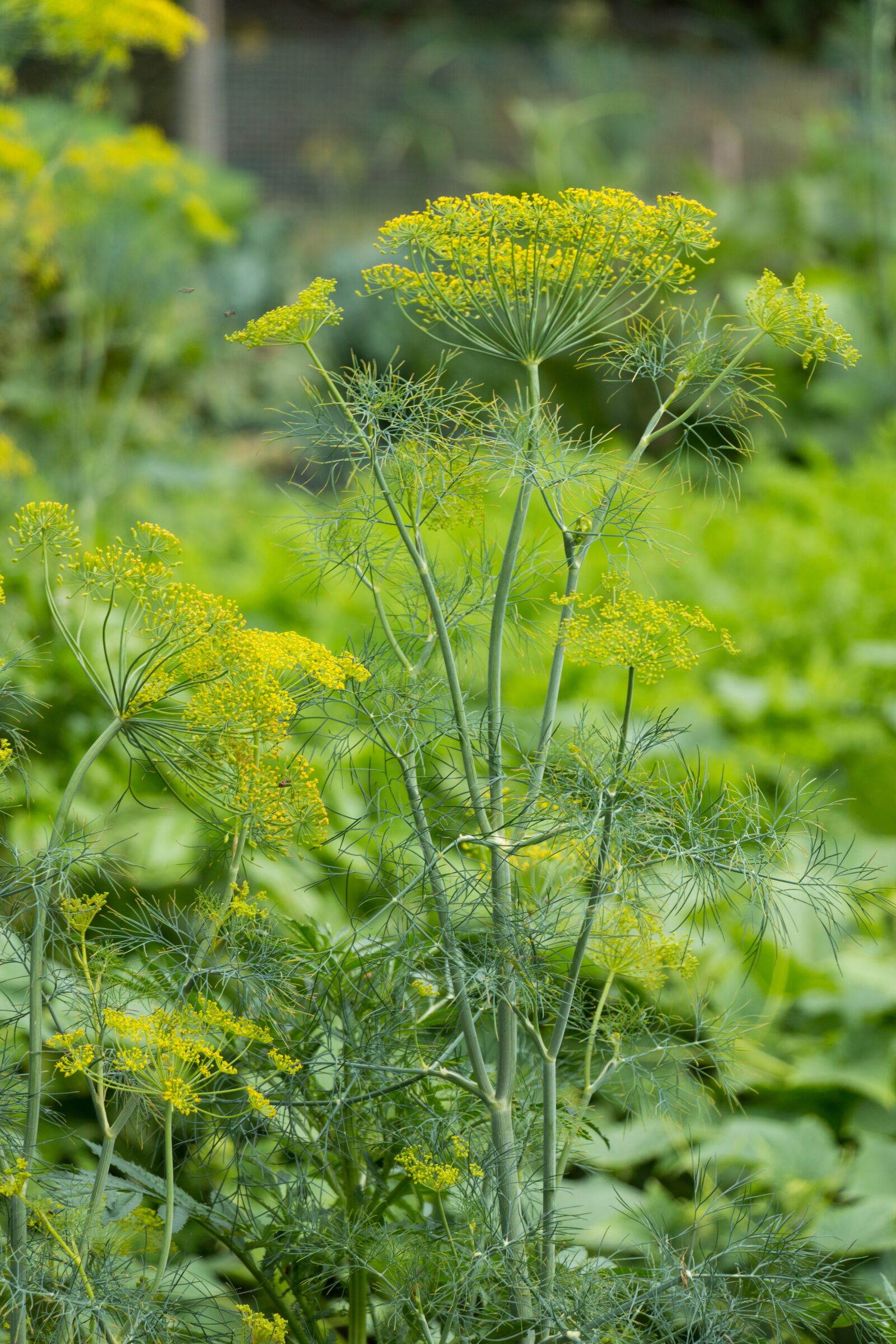 Canon EOS 70D sample photo. Dill, herb, plant photography