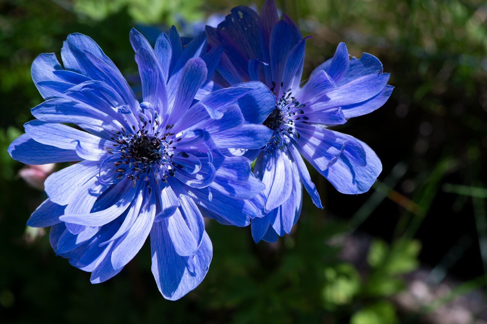 Nikon D7100 sample photo. Anemone, blue, blue anemone photography