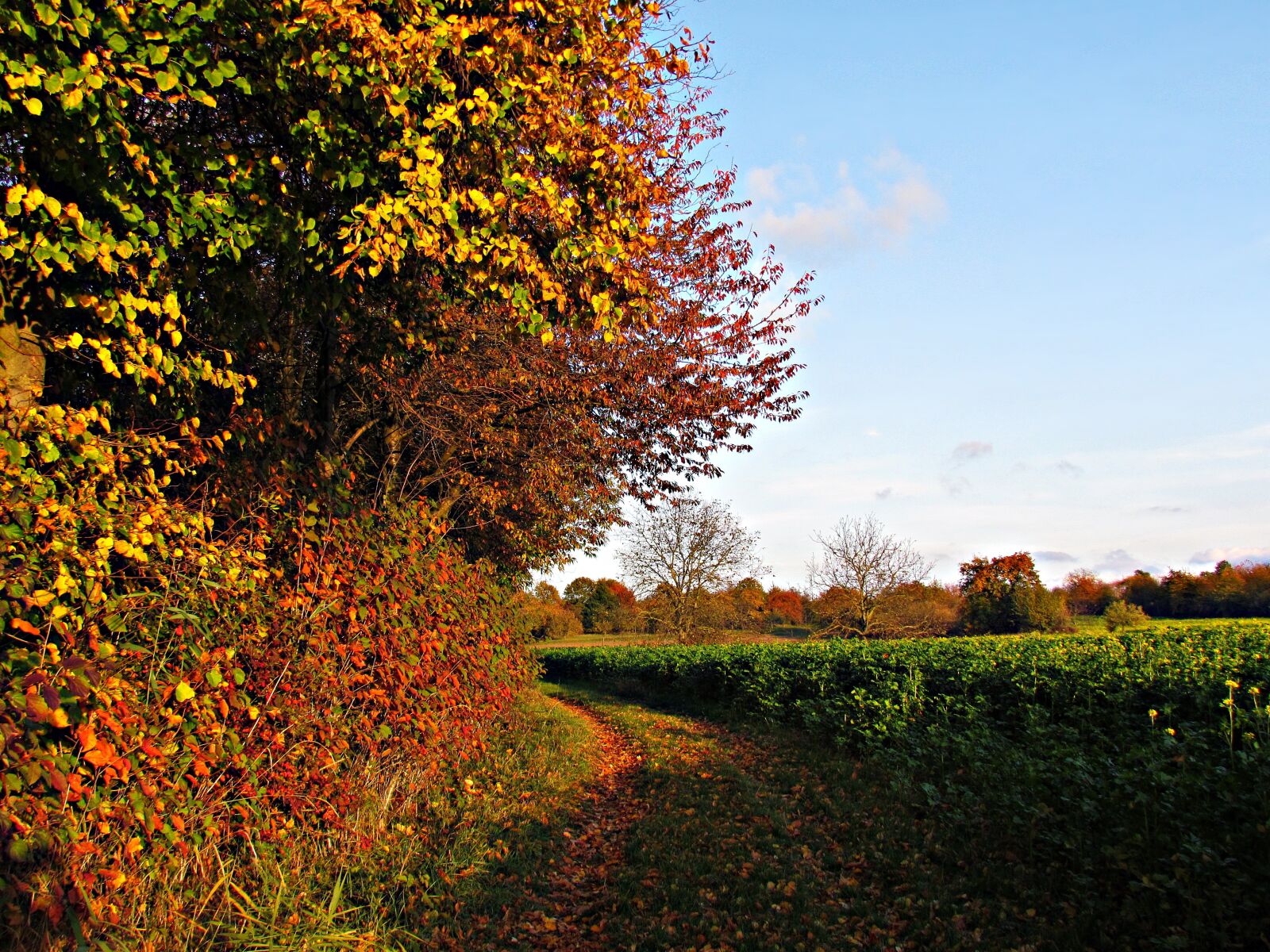 Canon PowerShot SX30 IS sample photo. Autumn, foliage, gold photography