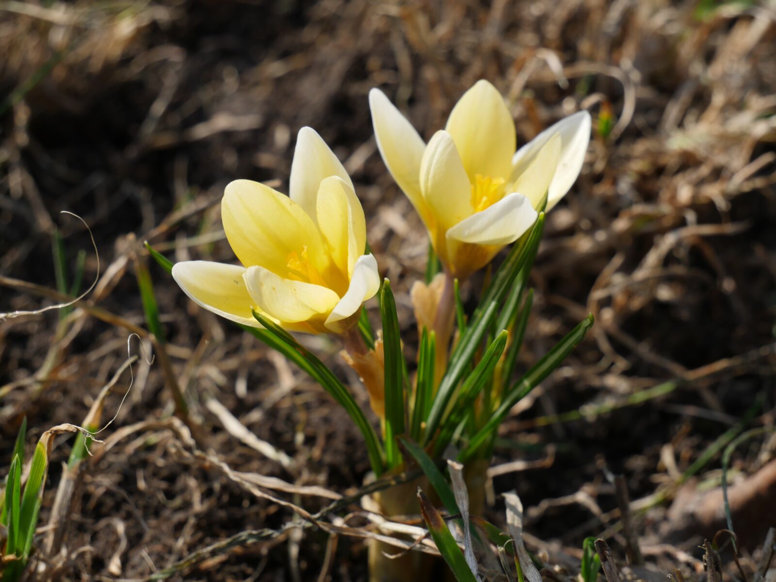 Panasonic Lumix DMC-GH4 sample photo. Nature, plant, flower photography