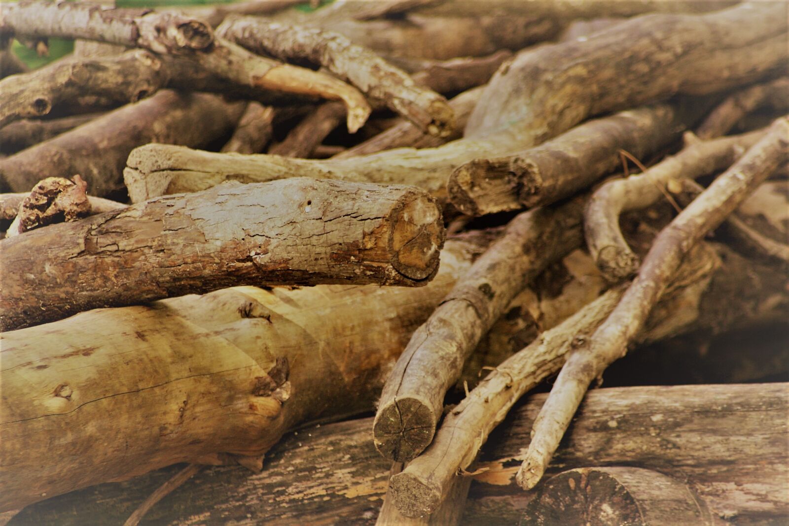Canon EOS 1000D (EOS Digital Rebel XS / EOS Kiss F) sample photo. Wood, sticks, forest photography