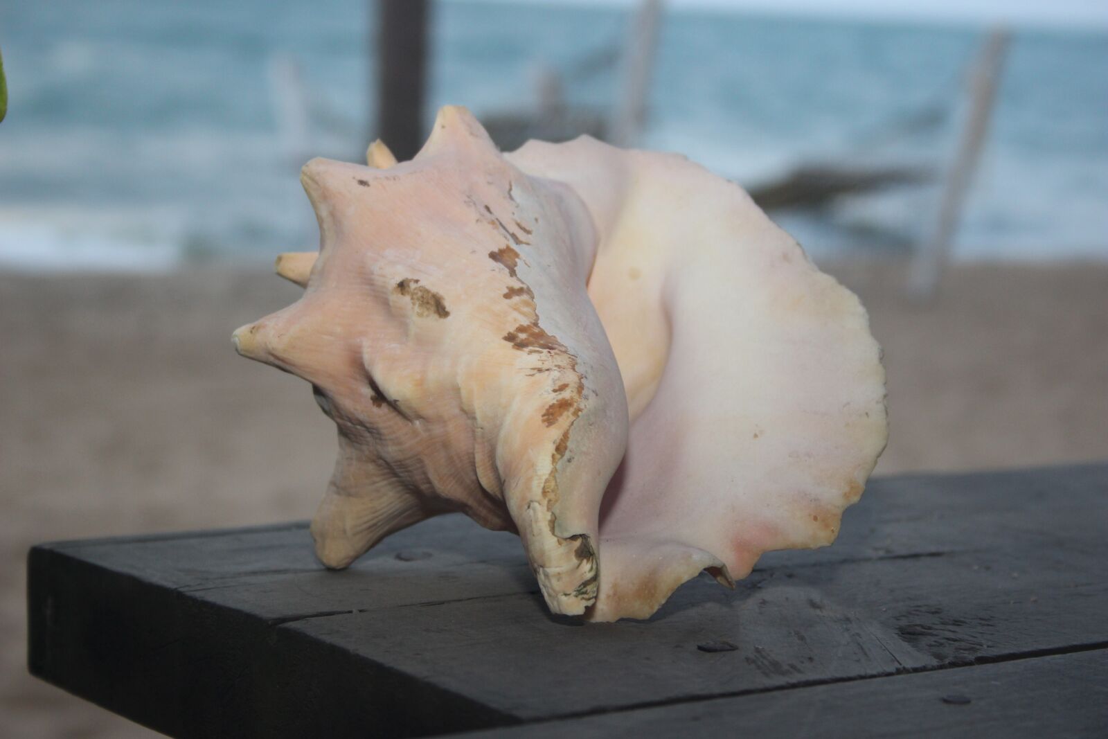 Canon EOS 100D (EOS Rebel SL1 / EOS Kiss X7) sample photo. Conch shell, beach, seashell photography