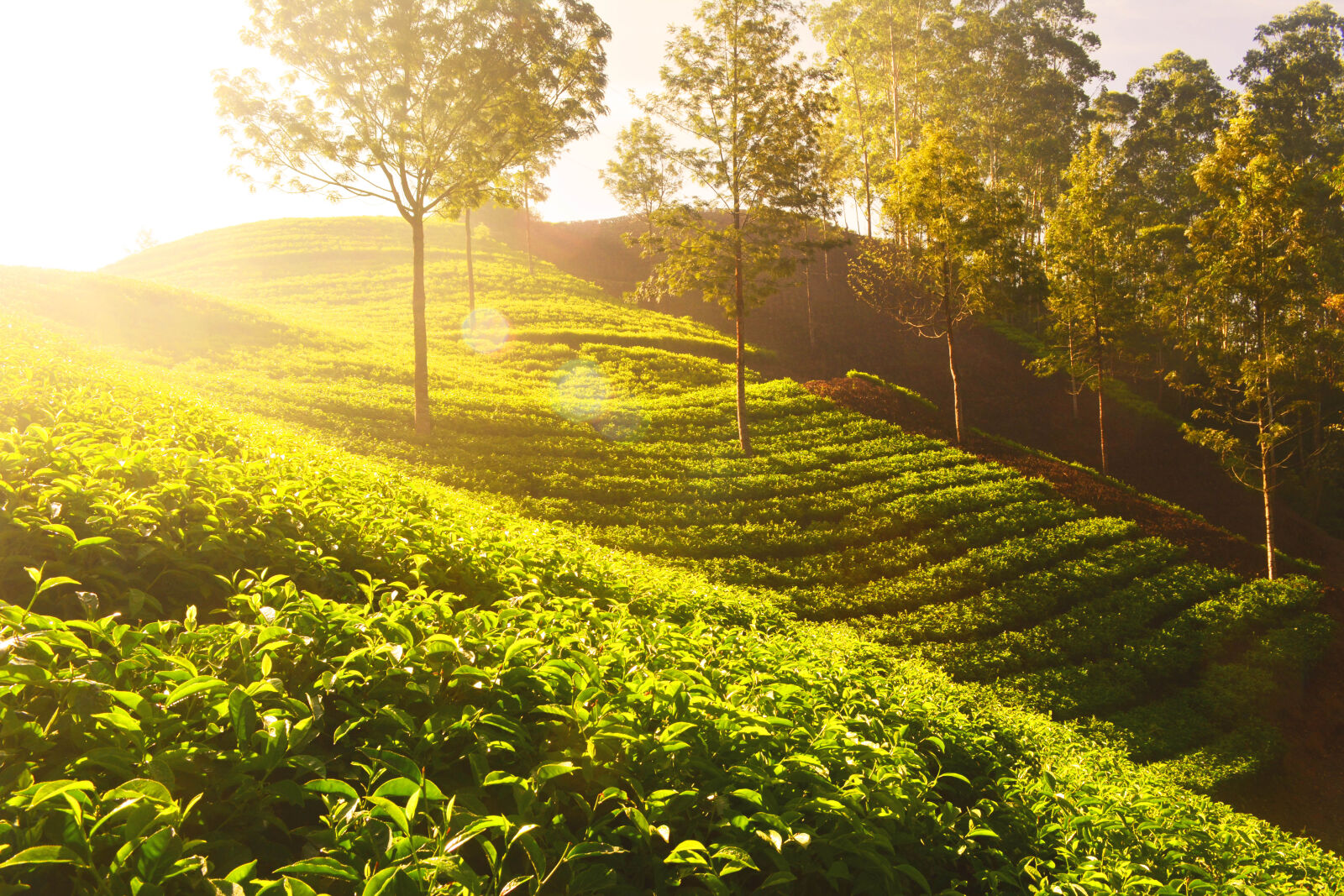 Nikon D5200 sample photo. Agriculture, countryside, crop, cropland photography