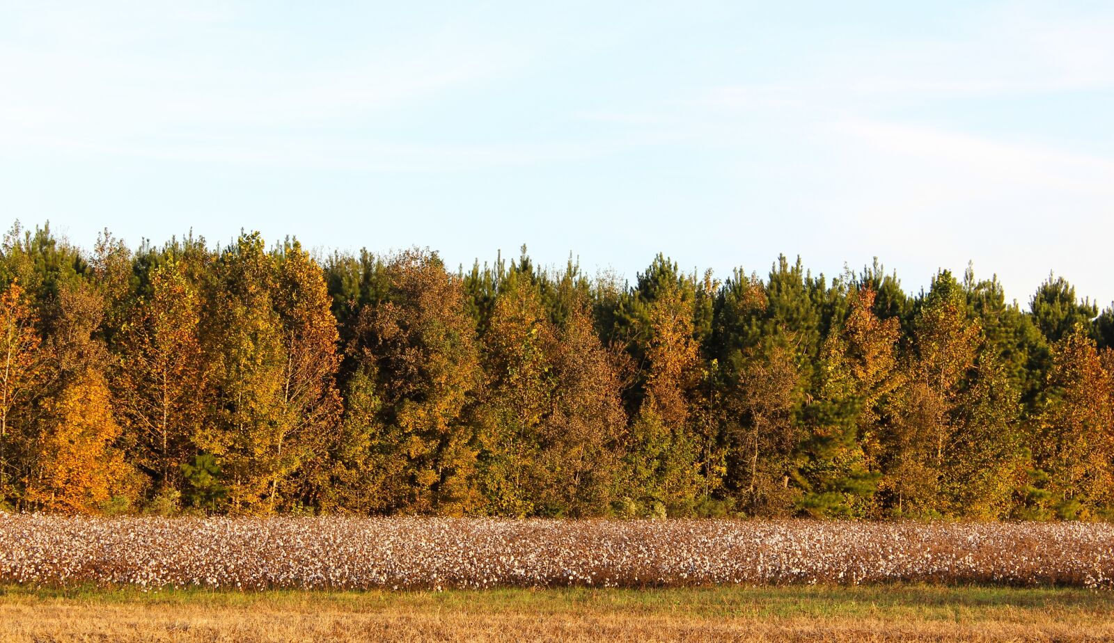 Canon EOS 600D (Rebel EOS T3i / EOS Kiss X5) sample photo. Cotton, trees, landscape photography