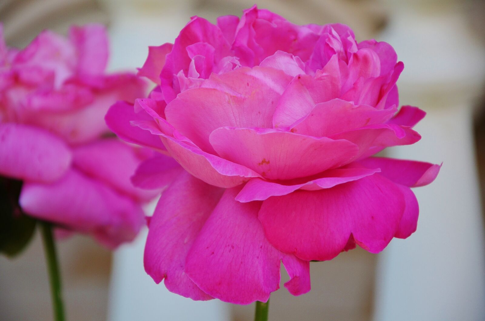 Nikon D7000 sample photo. Rose, flower, blossom photography