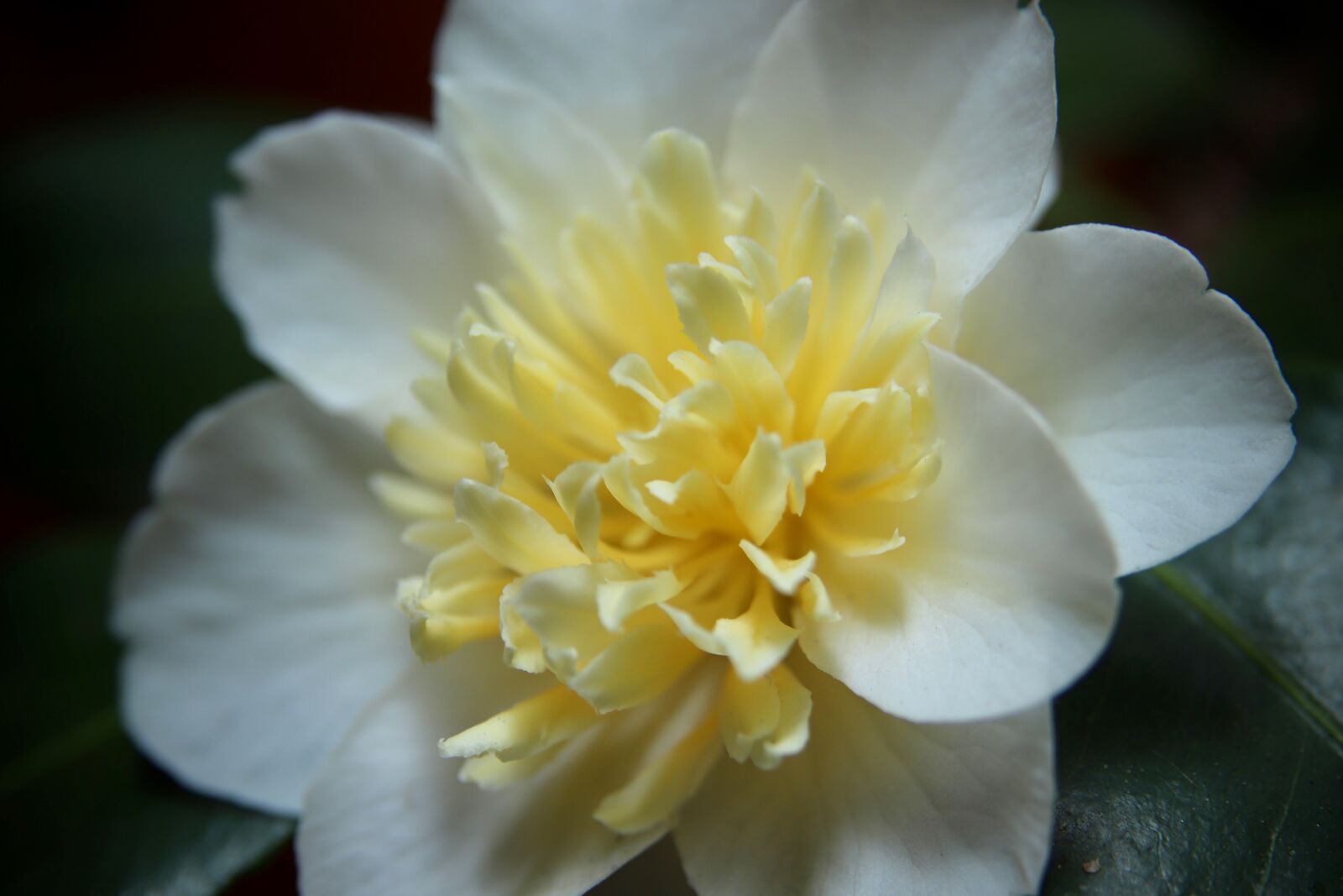 Canon EOS 800D (EOS Rebel T7i / EOS Kiss X9i) sample photo. Camellia, camellia flower, petals photography