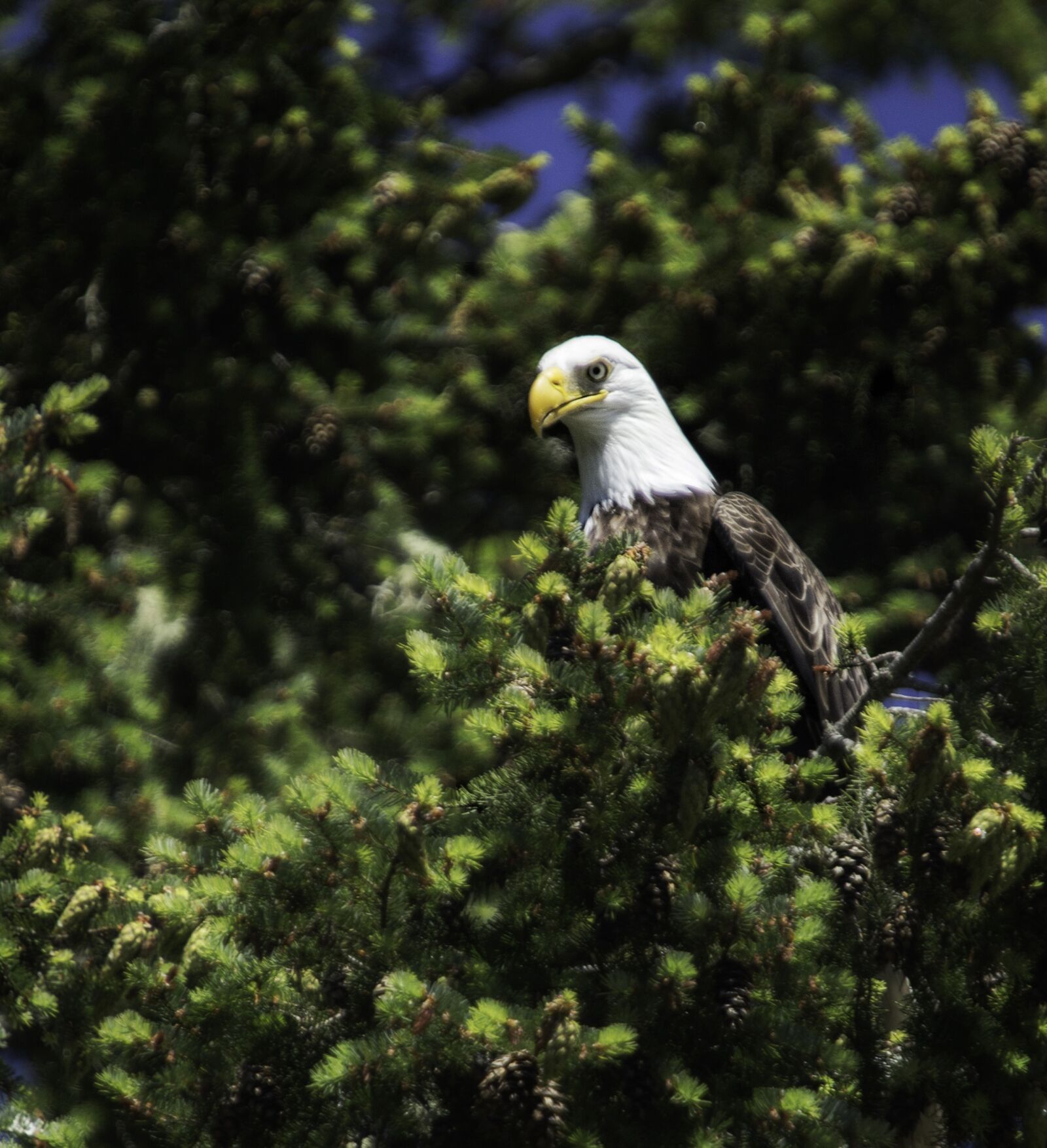 Canon EOS 6D sample photo. Eagle, raptor, nature photography