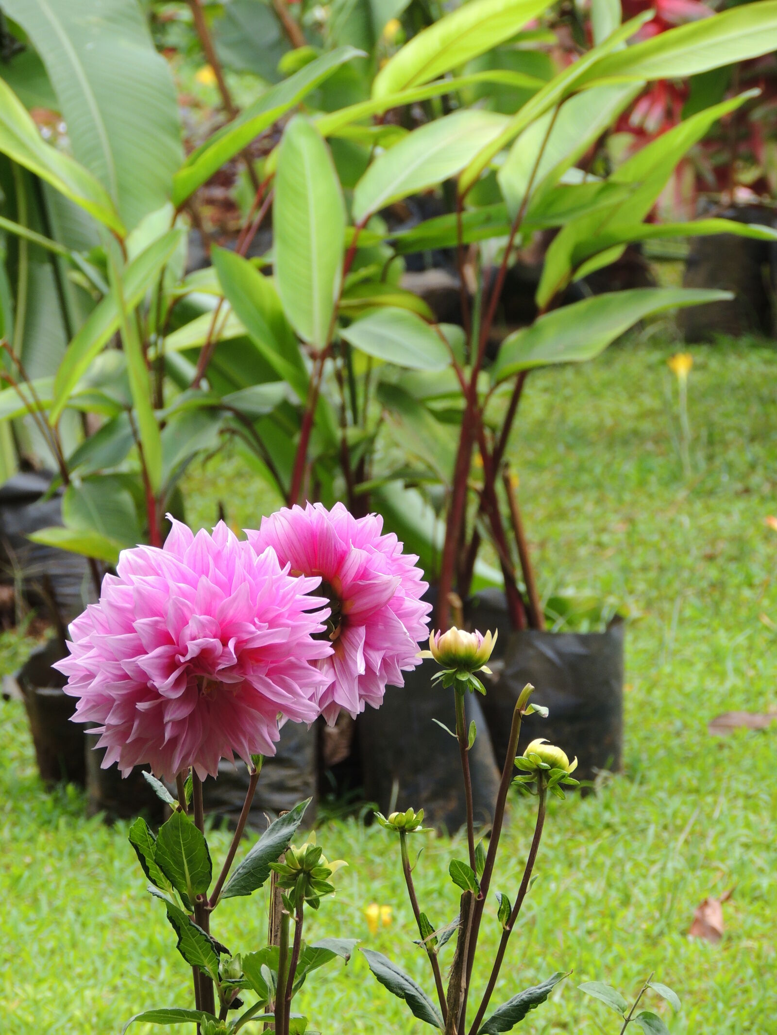 Nikon Coolpix P510 sample photo