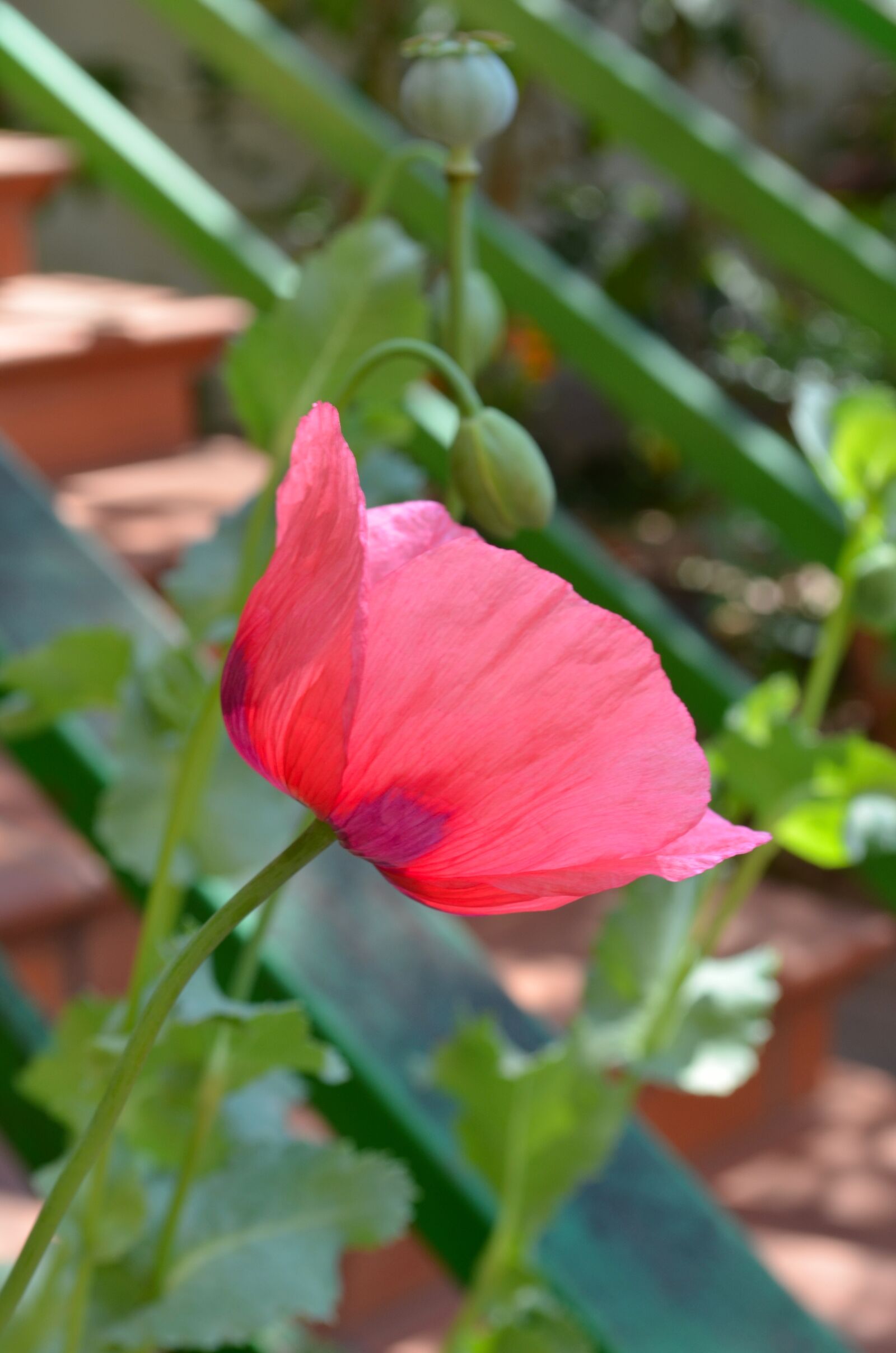 Nikon D5100 sample photo. Poppy, garden, spring photography