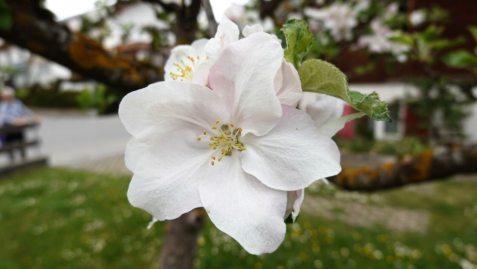 Sony DSC-RX100M7 sample photo. Apple tree blossom, spring photography