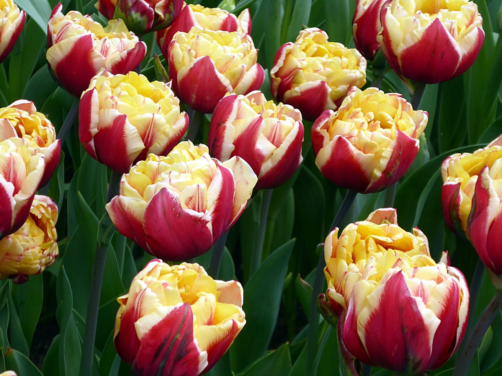 Panasonic Lumix DMC-ZS50 (Lumix DMC-TZ70) sample photo. Tulip, lily, red photography