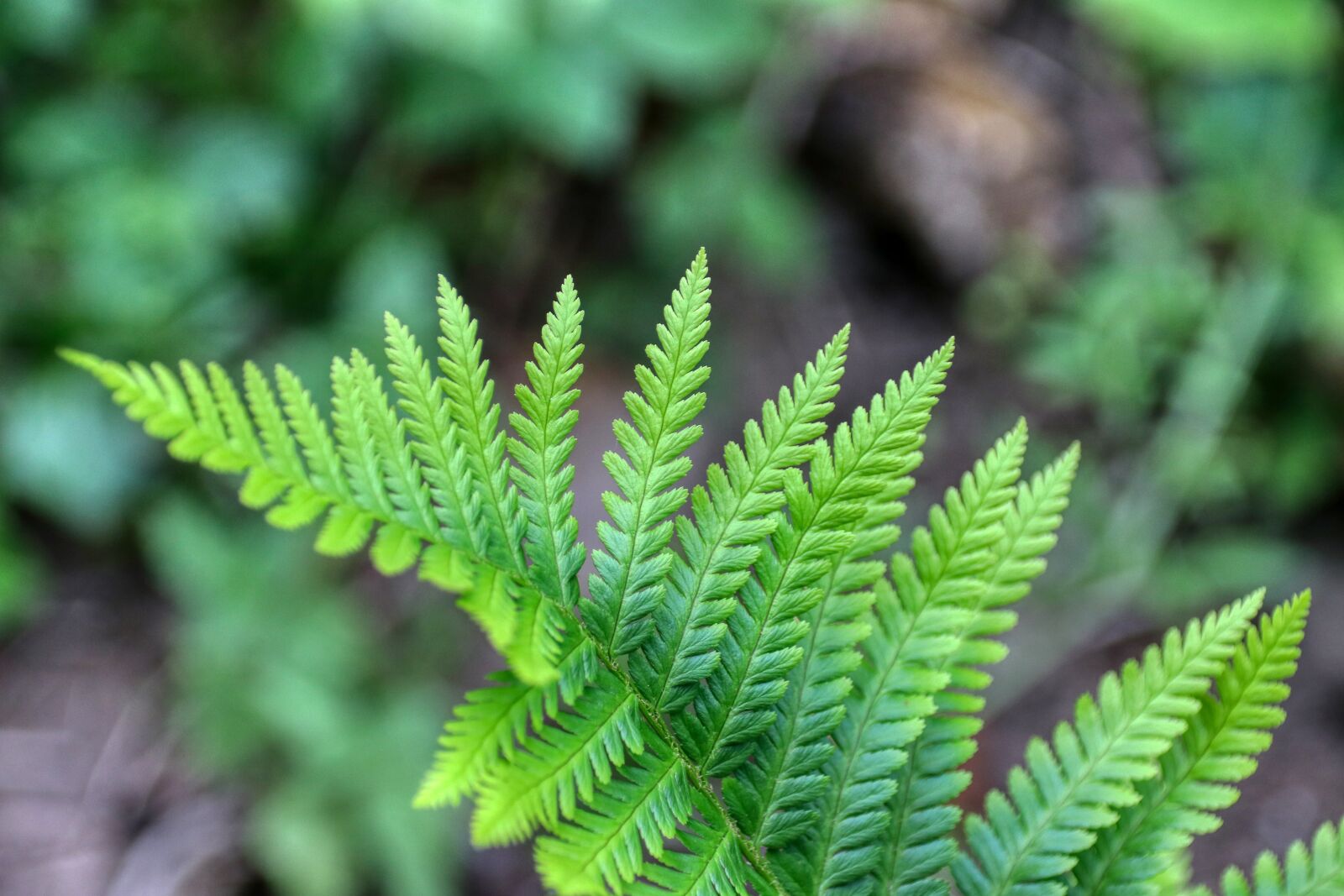 Canon EOS 80D sample photo. Fern, plant, nature photography