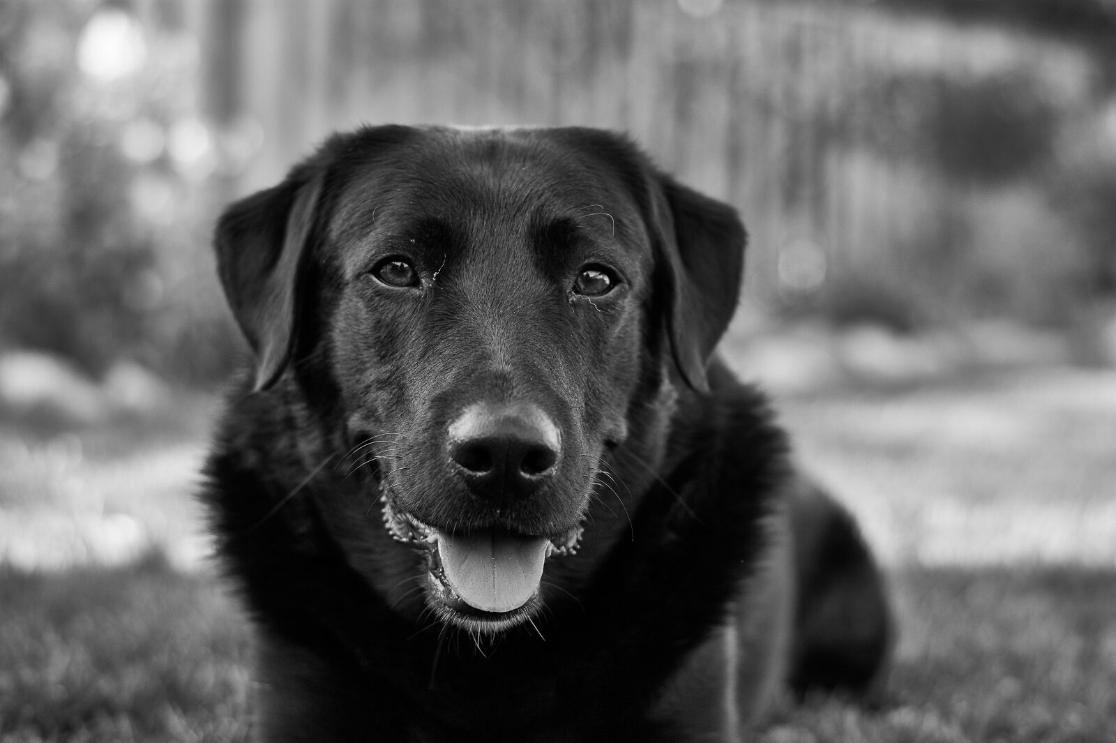 Sony Alpha DSLR-A390 sample photo. Labrador, dog, pet photography