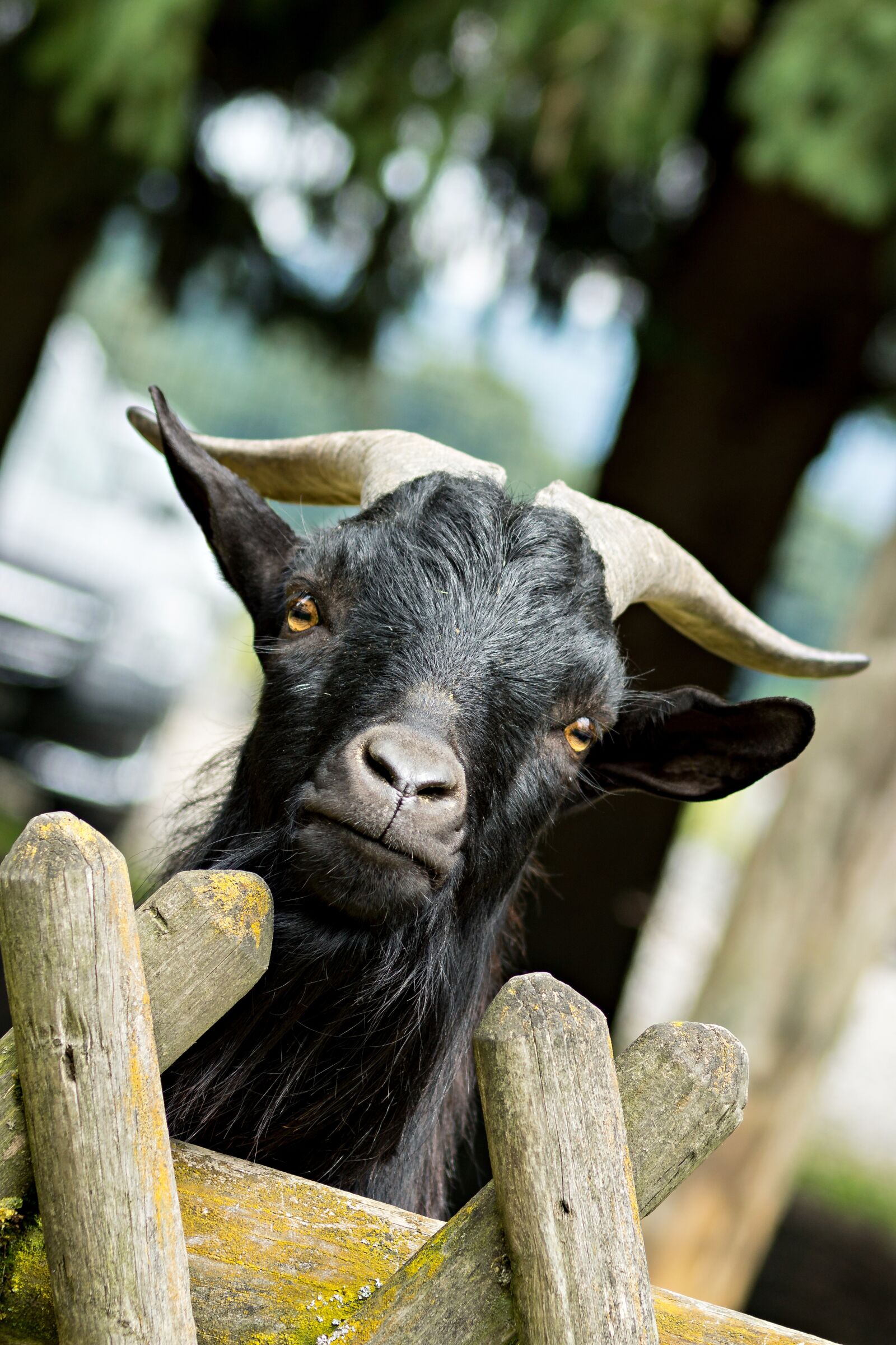 Sony SLT-A65 (SLT-A65V) sample photo. Bock, billy goat, curious photography