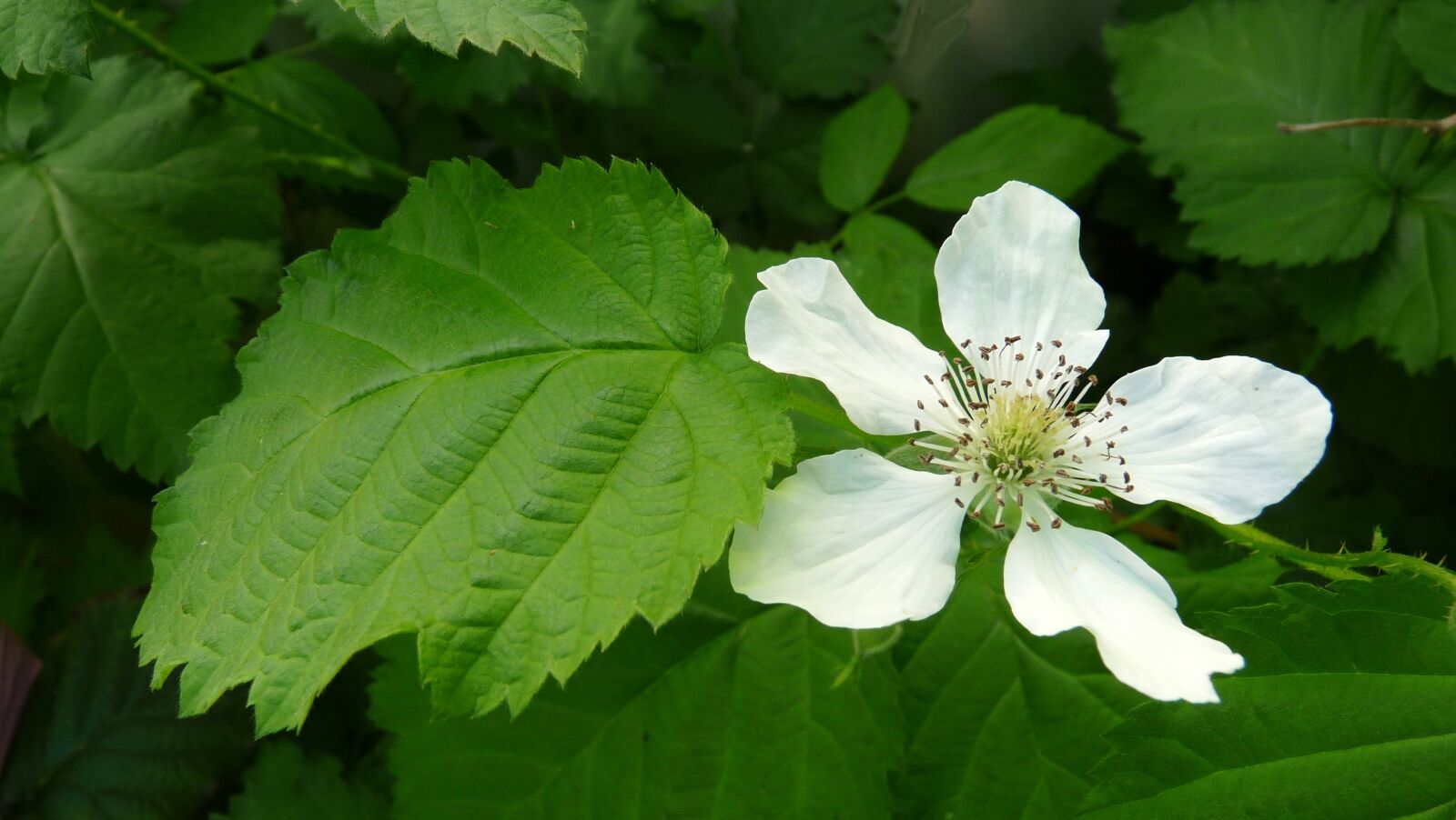 Panasonic Lumix DMC-FZ28 sample photo. Loganberry, flower, fruit photography