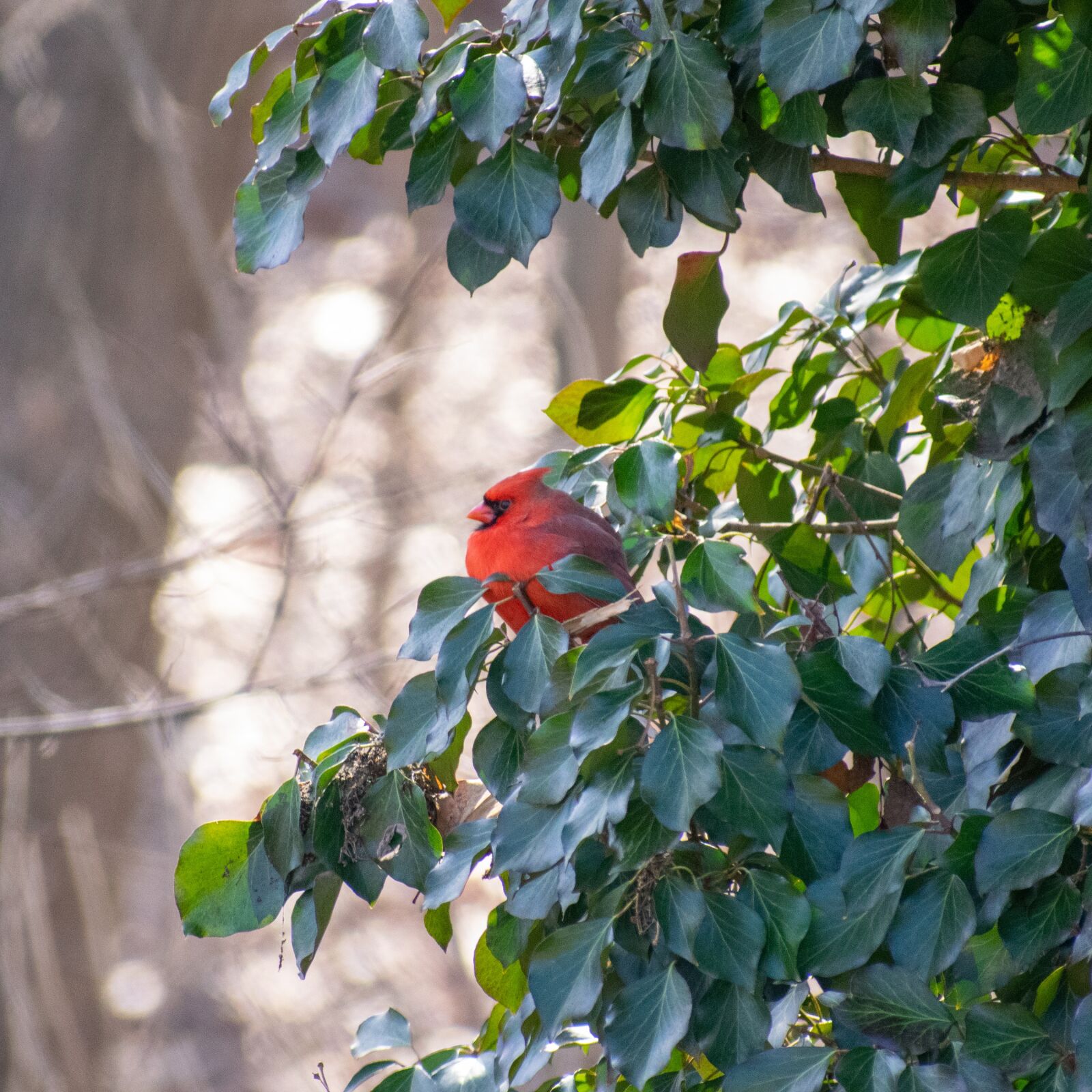 Nikon D3300 sample photo. Cardinal, red cardinal, northern photography