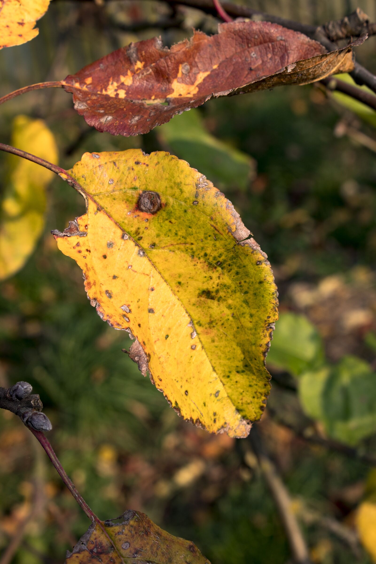 Canon EOS 1300D (EOS Rebel T6 / EOS Kiss X80) sample photo. Autumn, foliage, yellow leaves photography