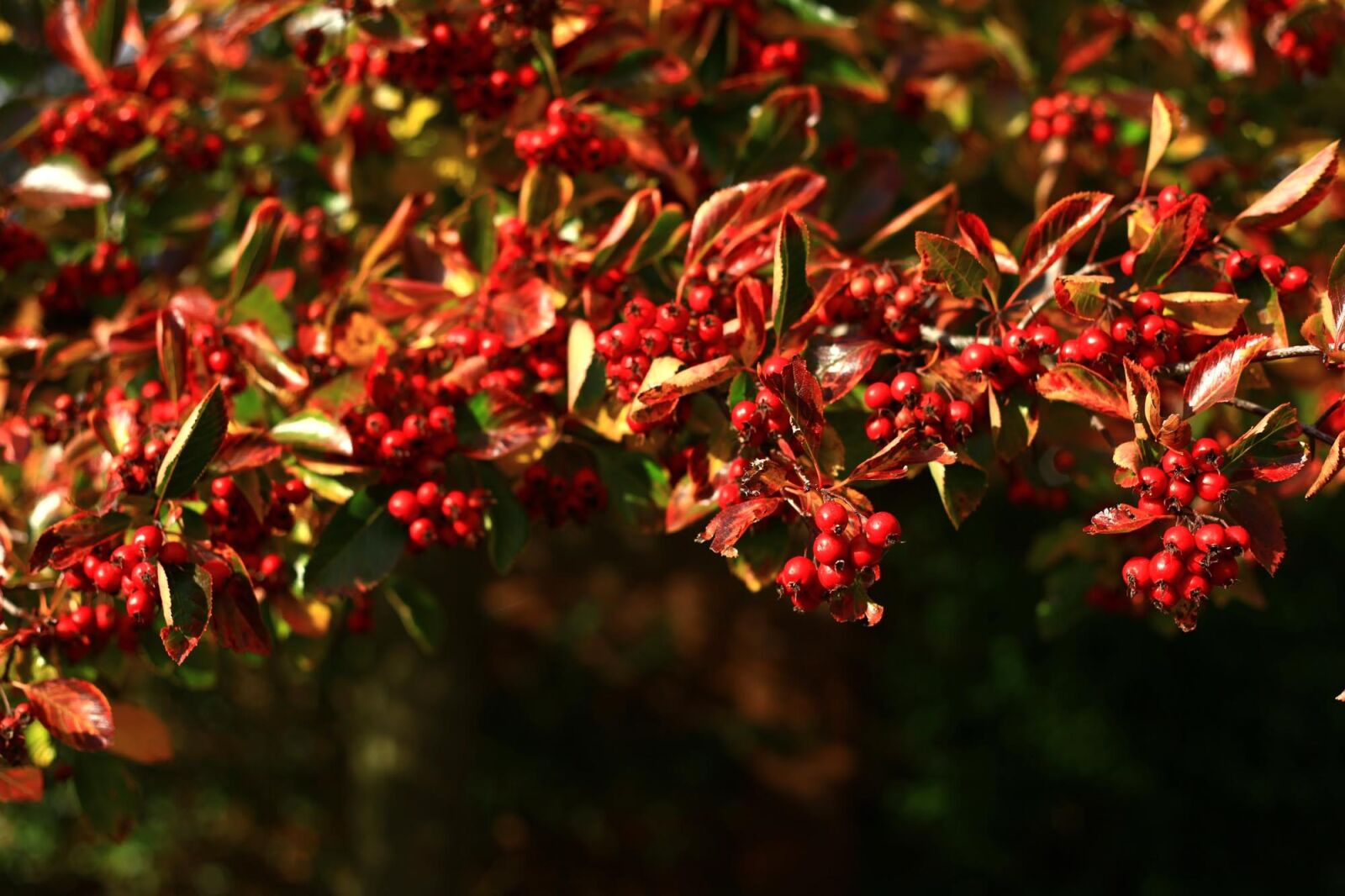 Canon EOS 5D Mark II sample photo. Berries, red, october photography