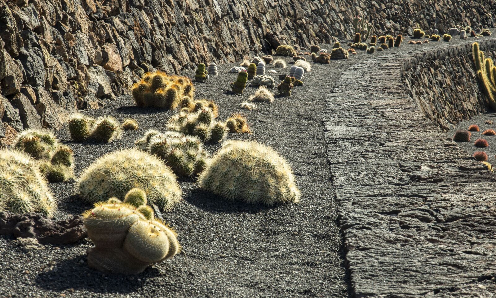 Canon EOS 650D (EOS Rebel T4i / EOS Kiss X6i) + Canon EF-S 15-85mm F3.5-5.6 IS USM sample photo. Cactus, lanzarote, canary photography