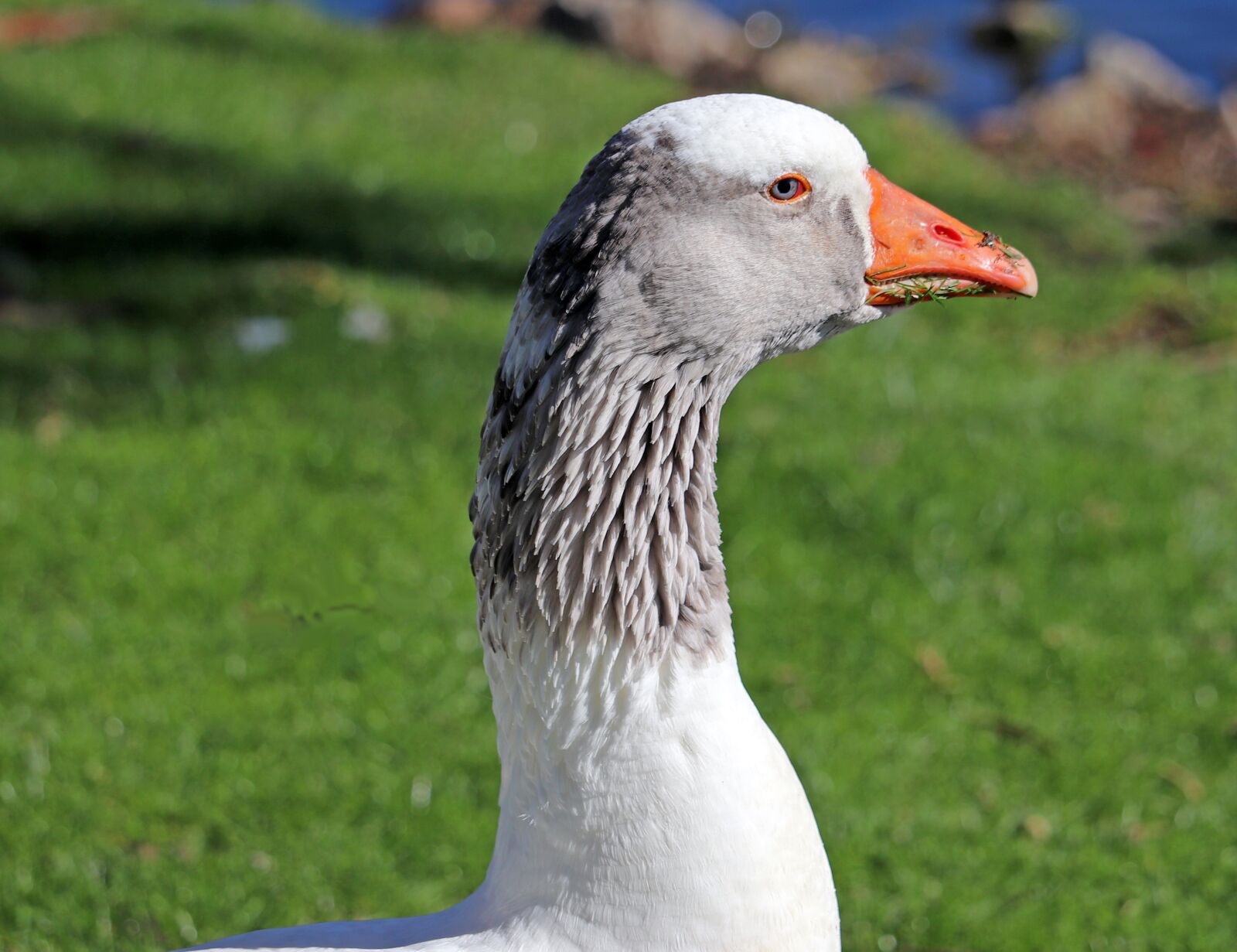 Canon EF-S 55-250mm F4-5.6 IS STM sample photo. Goose, bird, poultry photography