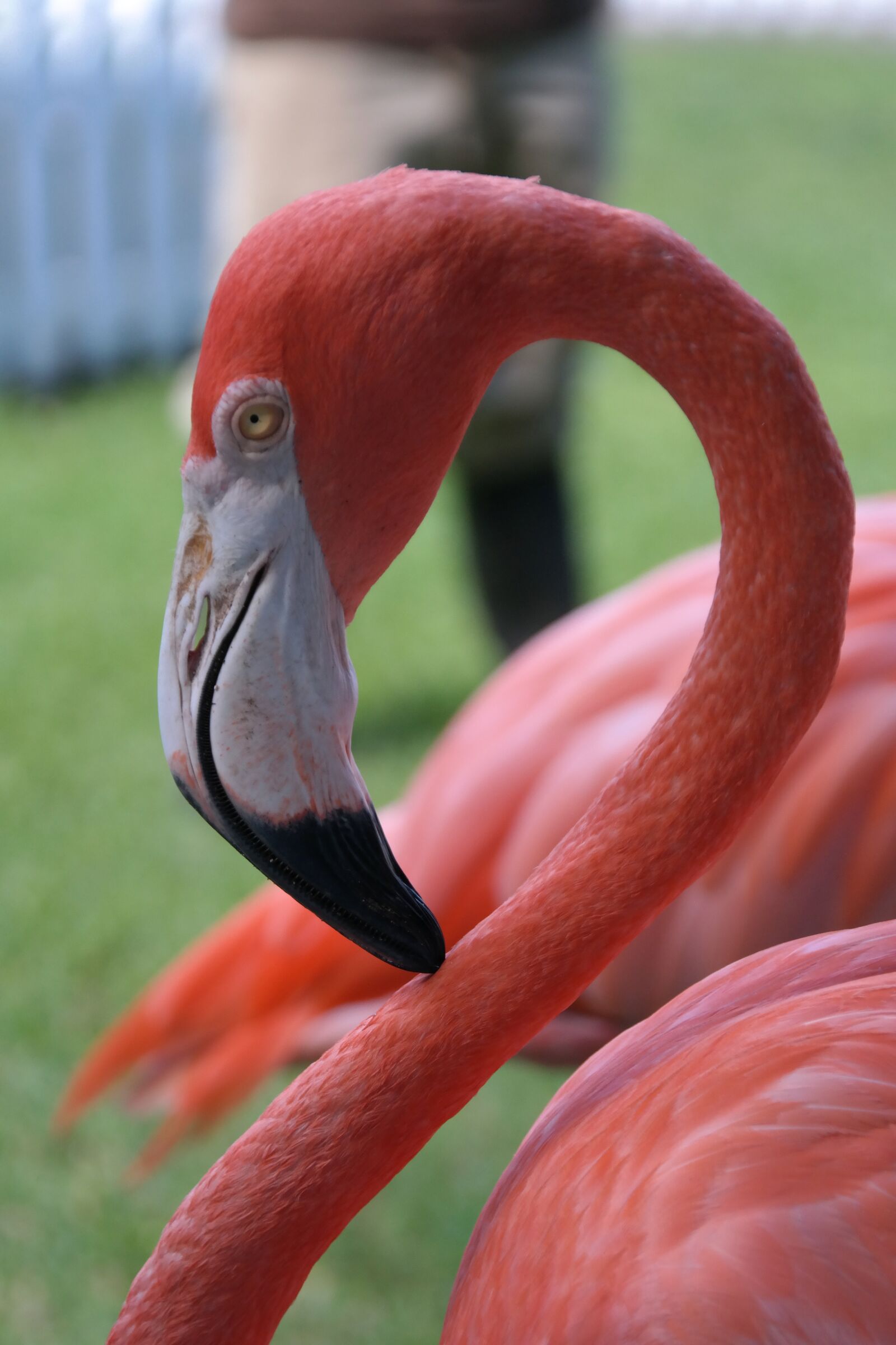 Samsung NX300 sample photo. Flamingo, portrait, pink photography