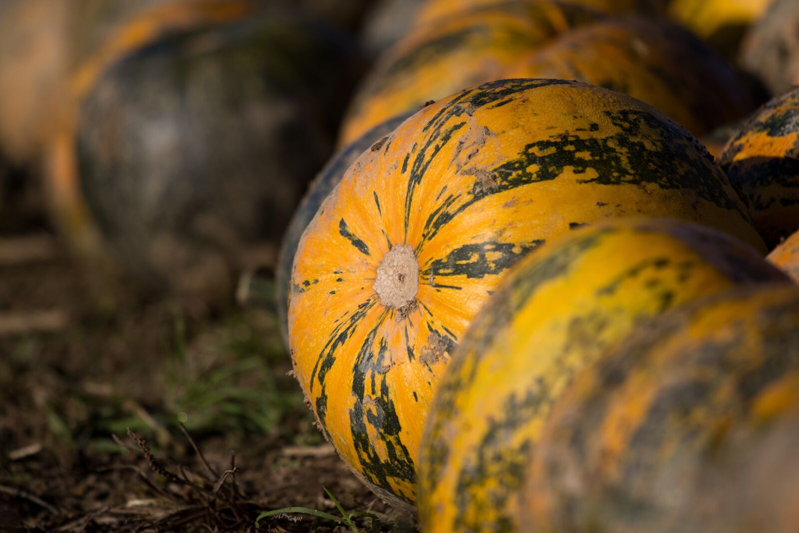 Canon EOS 60D + Canon EF 70-200mm F4L IS USM sample photo. Autumn, pumpkin, nature photography