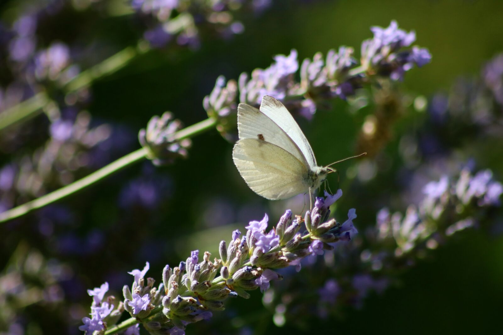 Canon EOS 750D (EOS Rebel T6i / EOS Kiss X8i) sample photo. Cabbage white butterfly, white photography