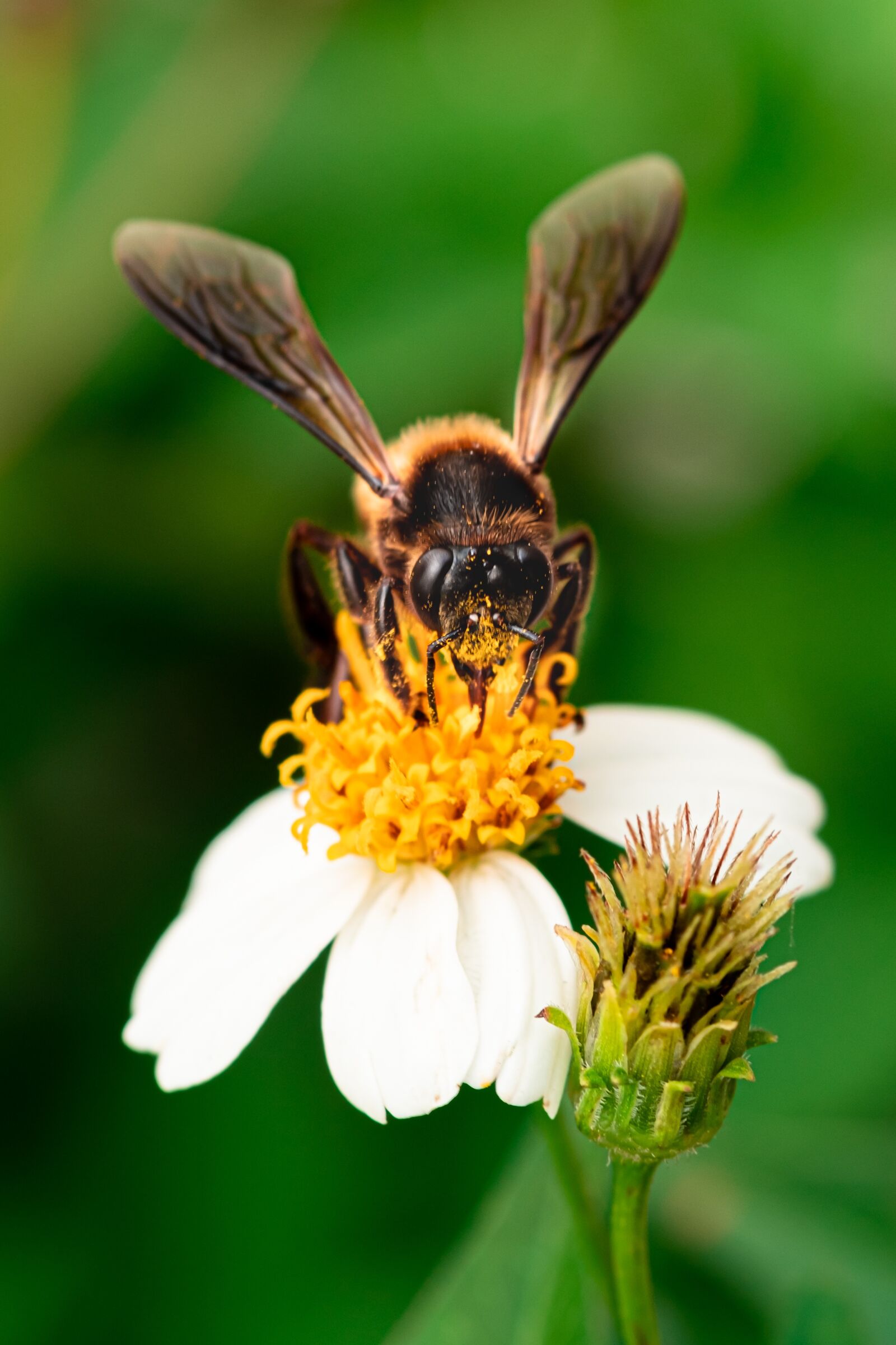 Fujifilm X-Pro2 sample photo. Bees, bee, gold photography